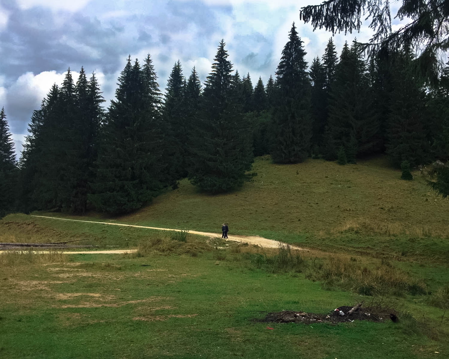 nature,  Romania, forest, trees, landscape, 720P, HD Wallpaper