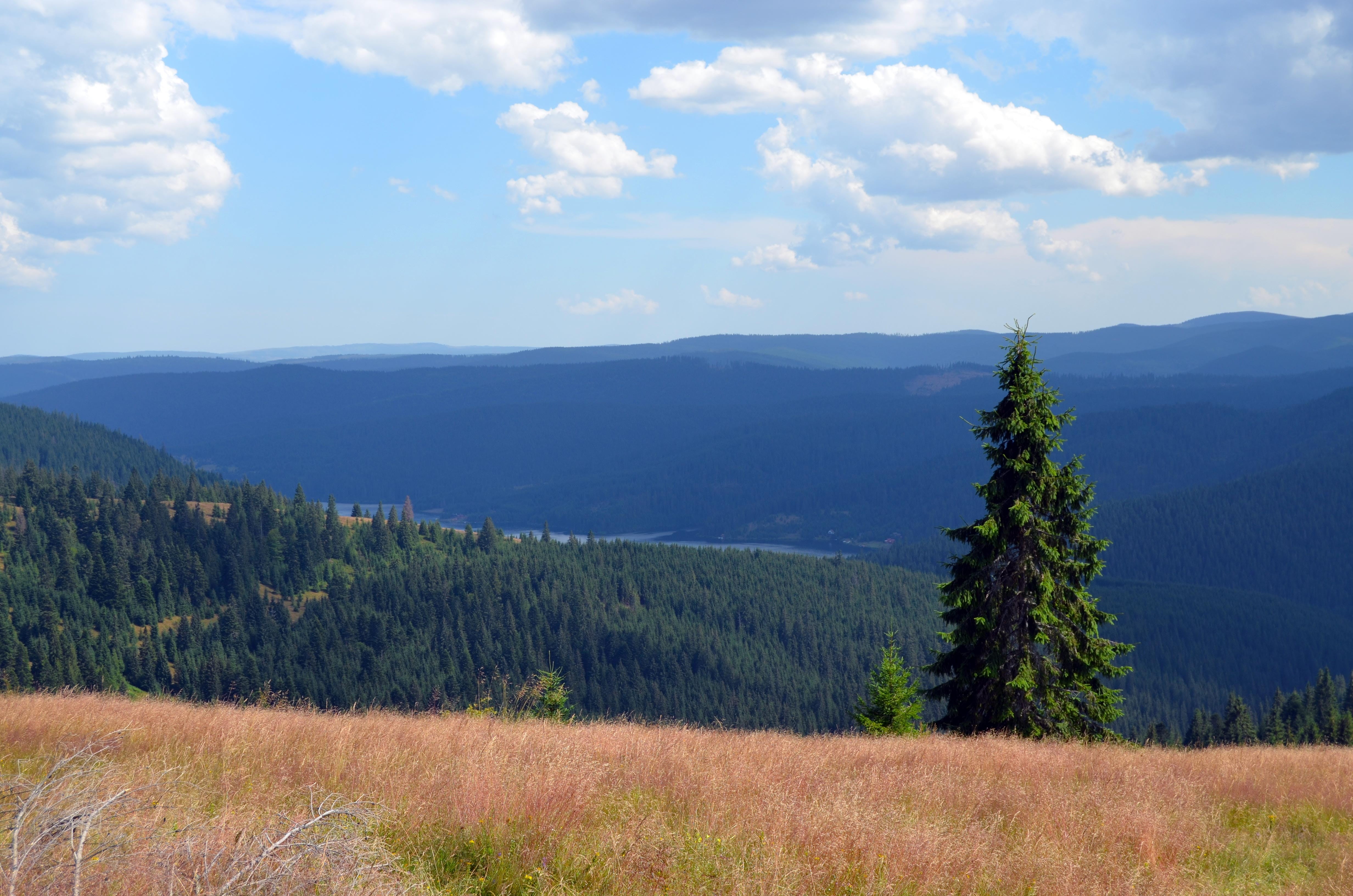 plant, height, idyllic, growth, non-urban scene, the apuseni mountains, land, green color, cluj county, field, day, tree, view, landscape, sky, brad, environment, HD Wallpaper