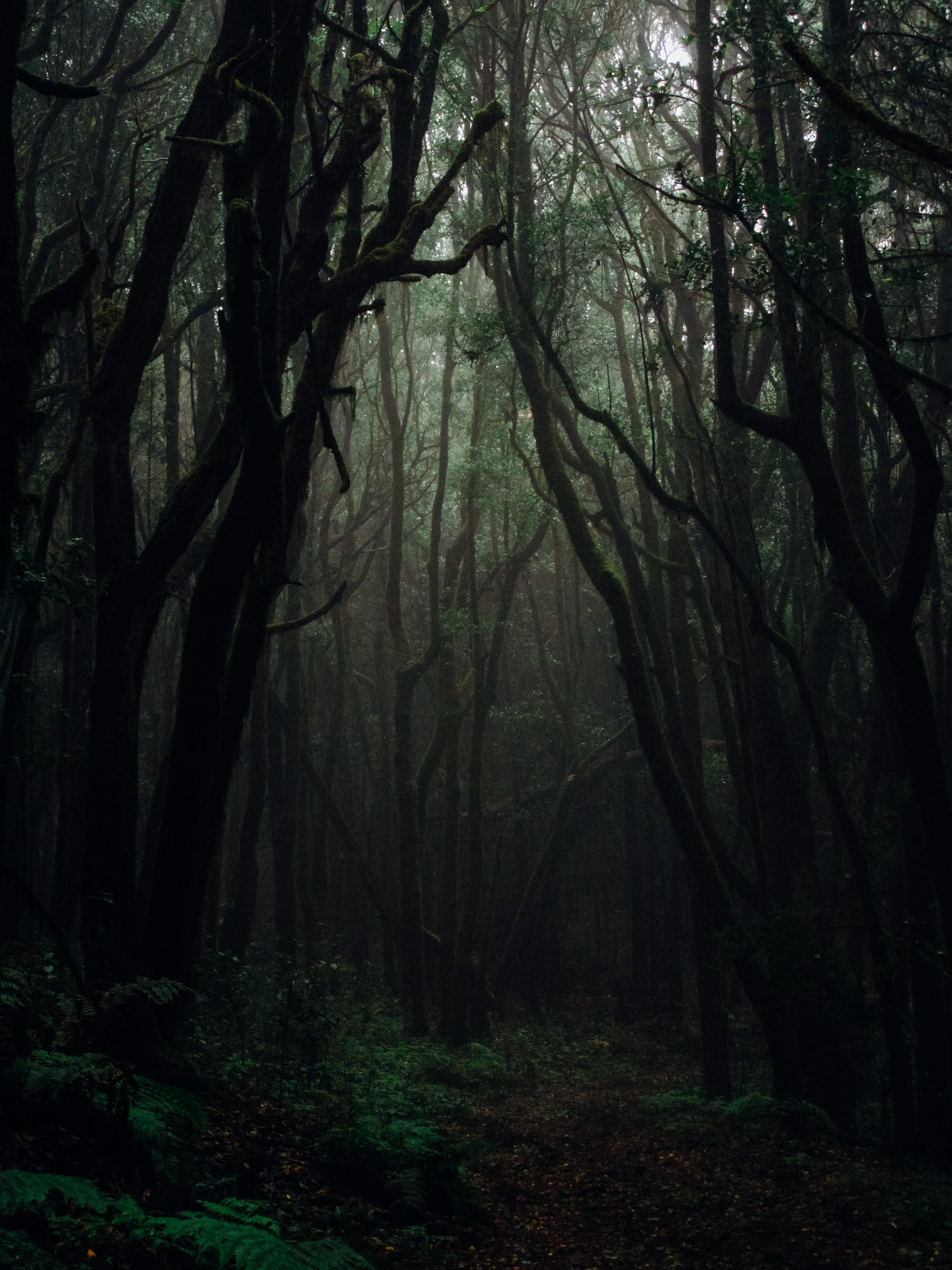 outer space, outdoors, nature, universe, plant, tree, beauty in nature, tranquil scene, land, trunk, night, jungle, scenery, conifer, daytime, grey, day, Phone HD Wallpaper