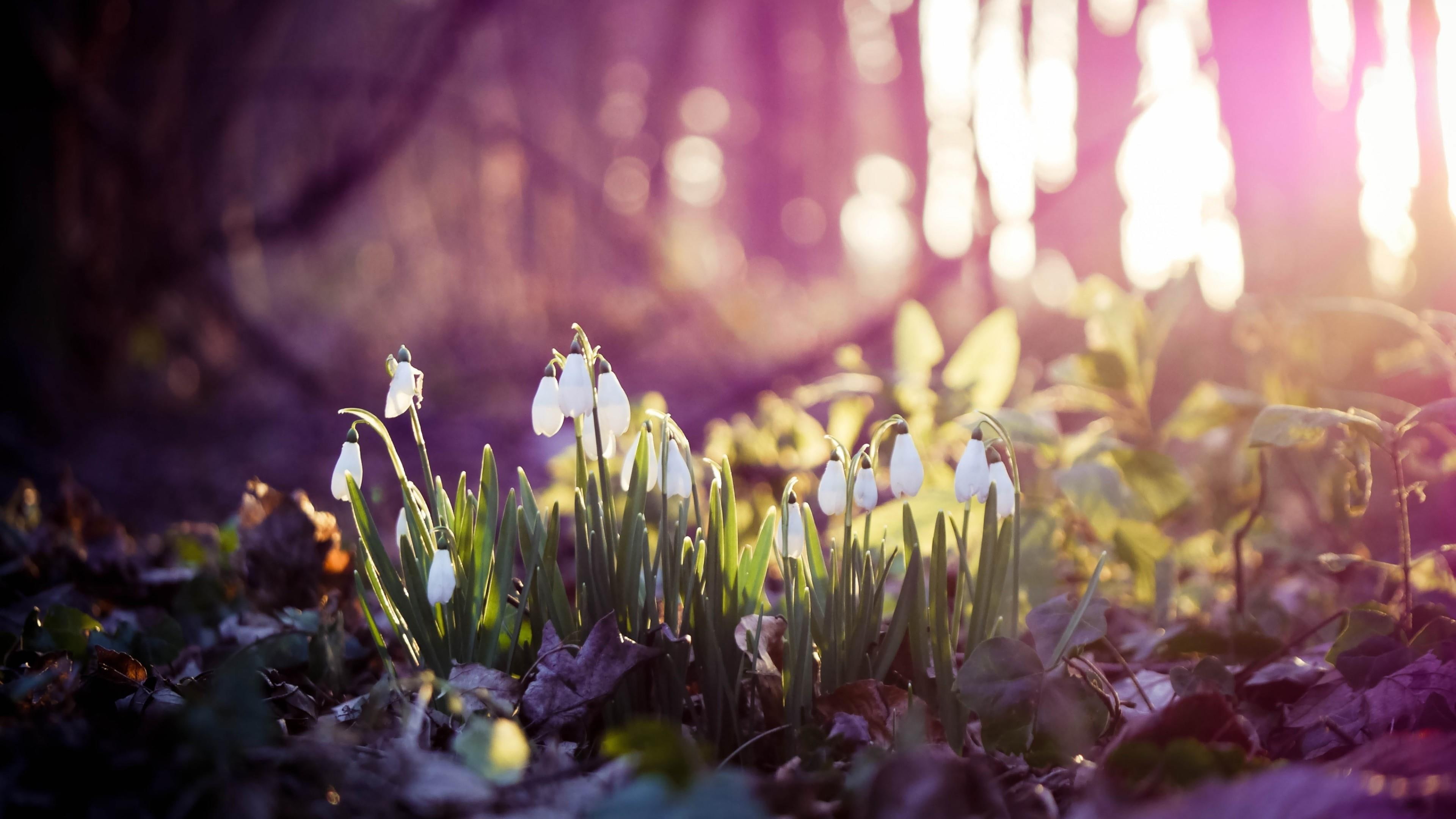 spring, flower, snowdrops, forest, 4K, first, HD Wallpaper