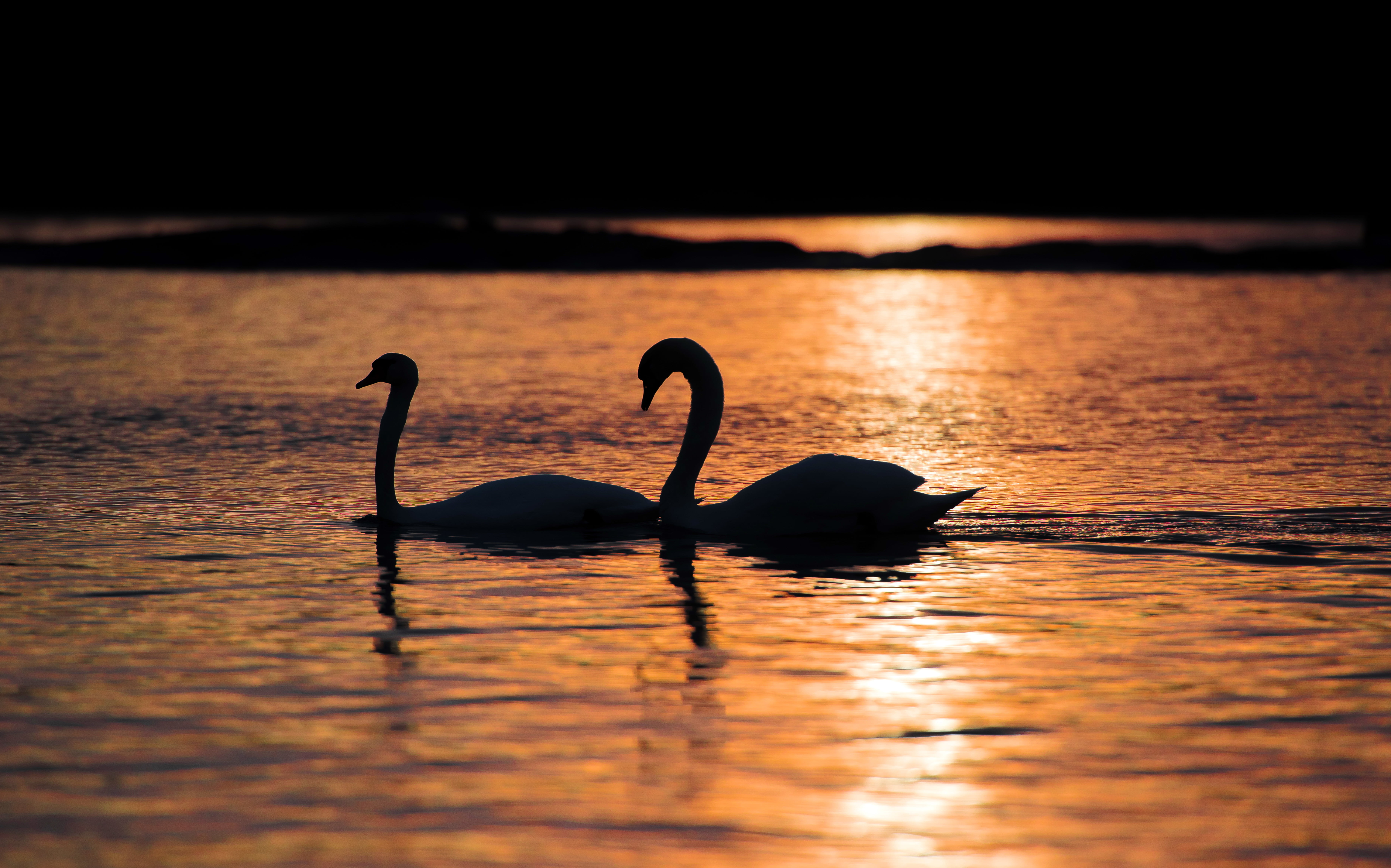 water, two animals, sunset, group of animals, nature, sea, tranquility, animal, 5K, swimming, silhouette, lake, bird, swan, birds, no people, reflection, HD Wallpaper