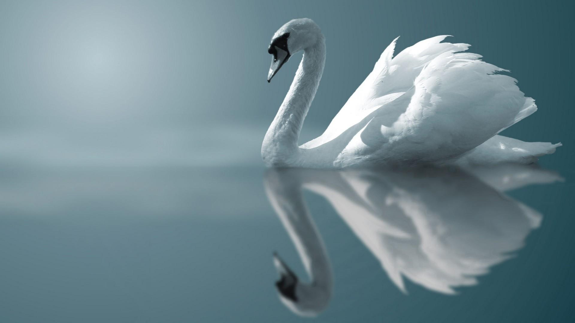 swim, 1080P, lake, swan, bird, HD Wallpaper