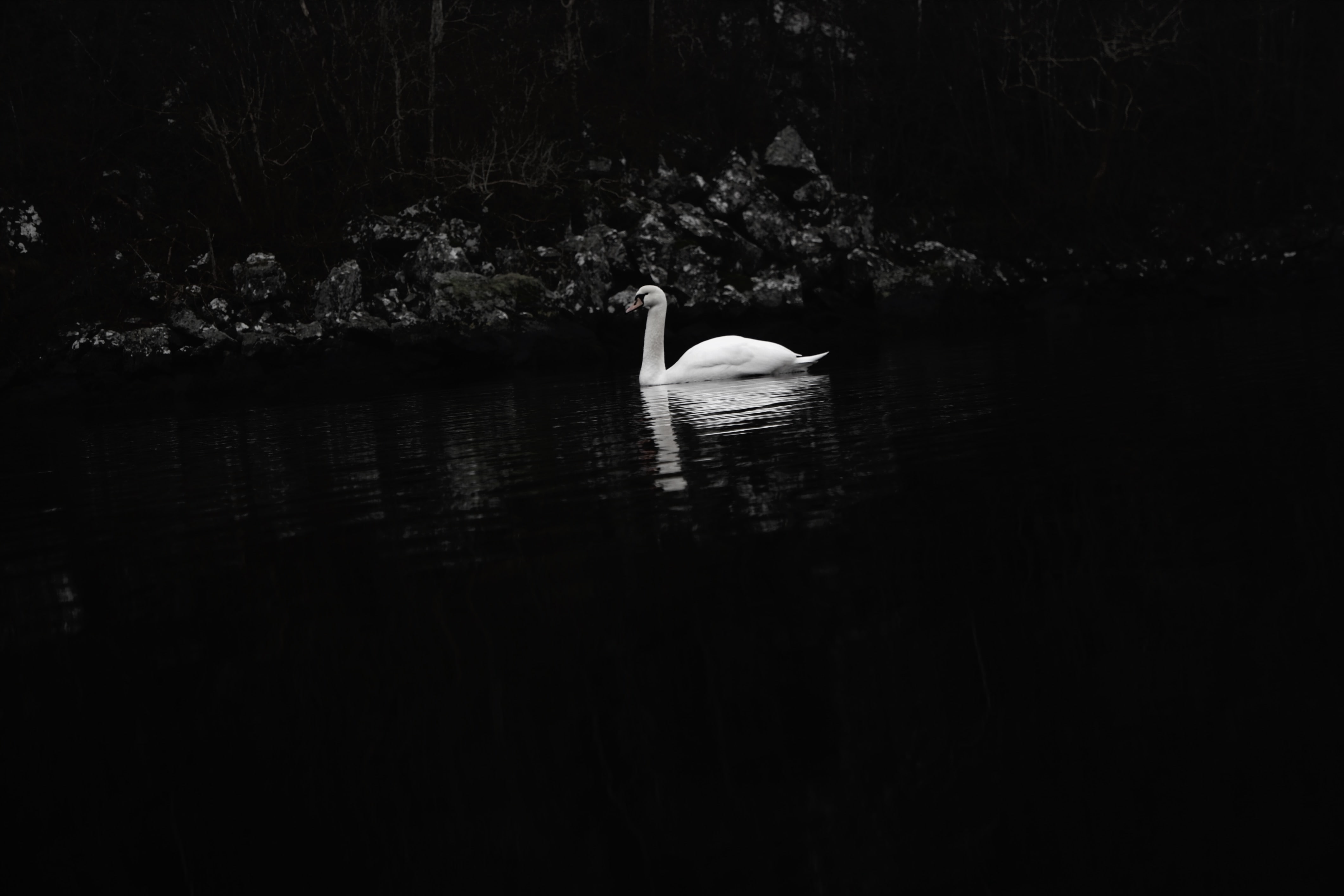 swan, water, birds, 4K, animals, dark, HD Wallpaper