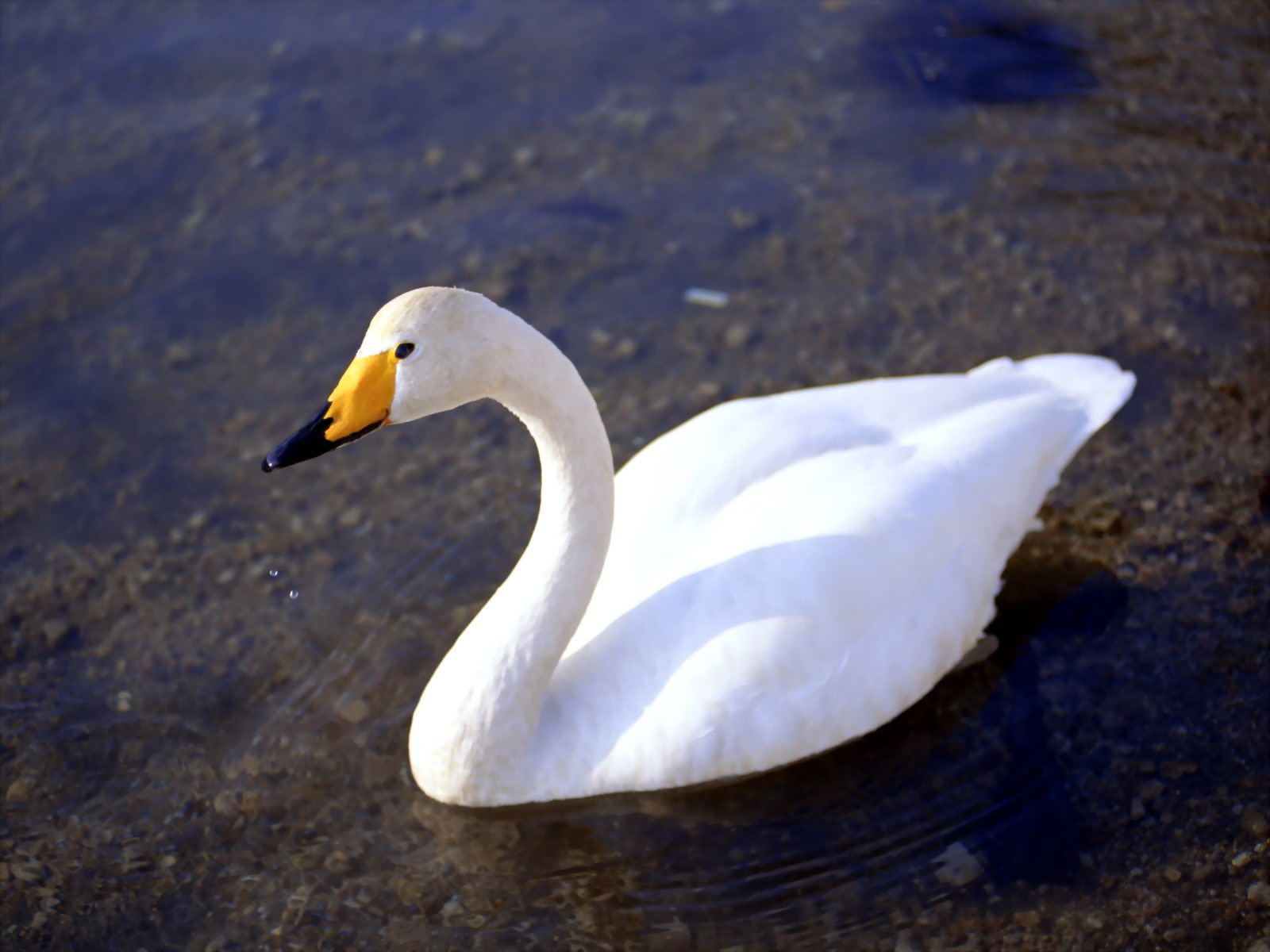 bird, animal themes, swan, one animal, no people, animals in the wild, birds, animal neck, close-up, white color, nature, lake, animals, vertebrate, day, HD Wallpaper