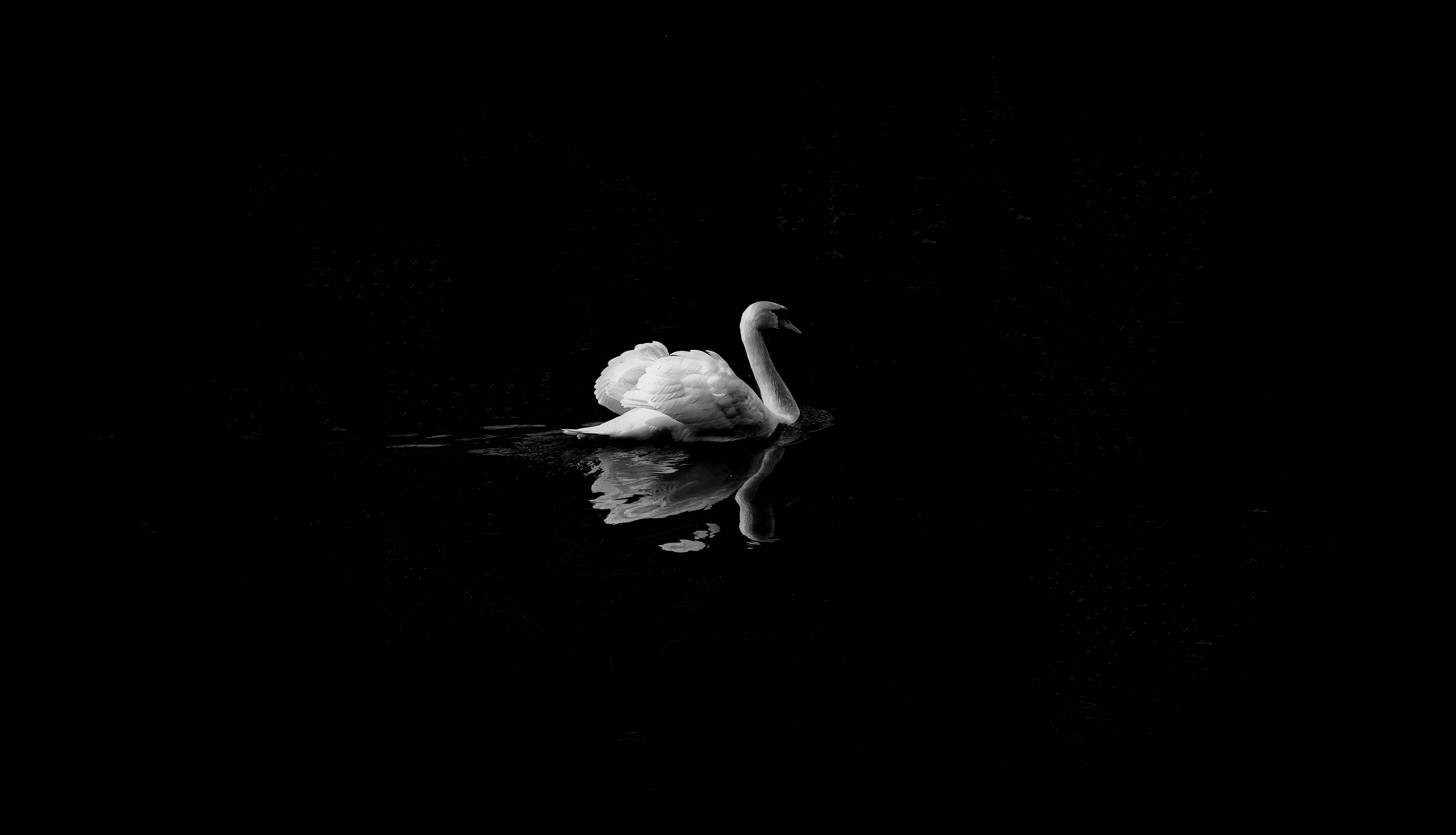 bird, 4K, lake, swan, animal, reflection, water, HD Wallpaper