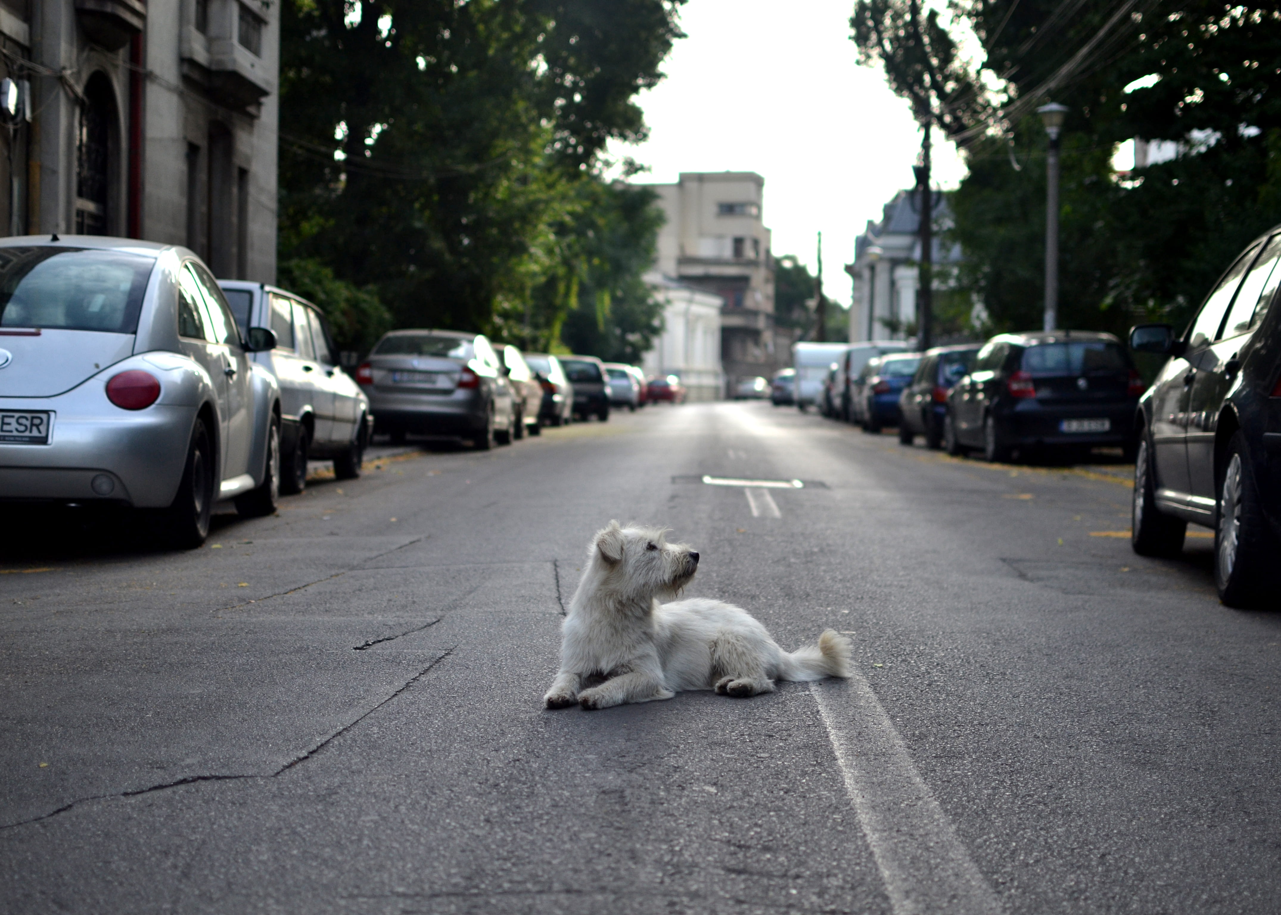 fluffy, 4K, car, romania, building exterior, mammal, transportation, vertebrate, mode of transportation, architecture, street, relaxing, animal, road, HD Wallpaper