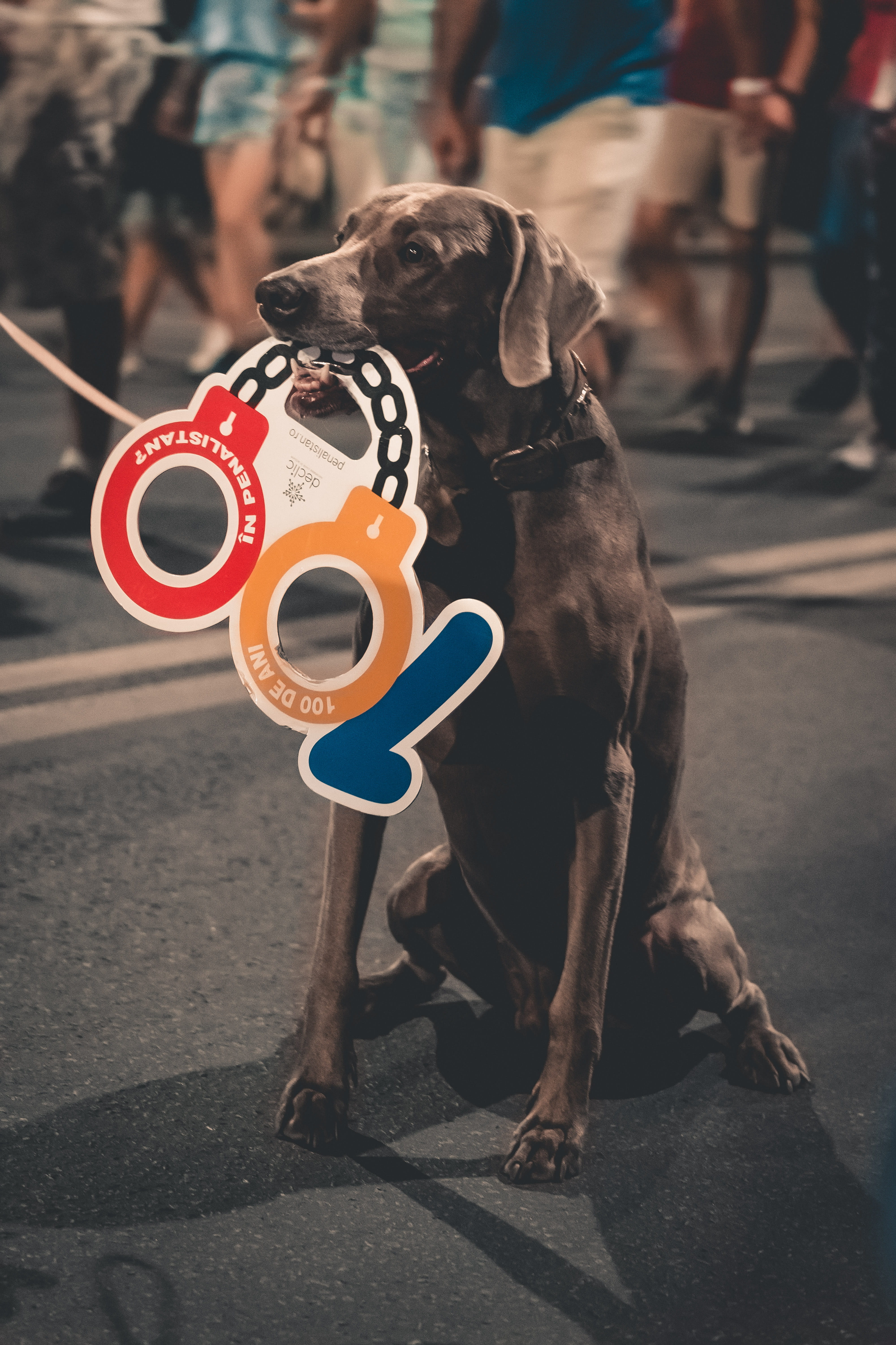 dom, pets, march, people, dogs, outdoors, protest, riot, 5K, transportation, street, dog, domestic animals, day, night, city, canine, romania, chanting, Phone HD Wallpaper