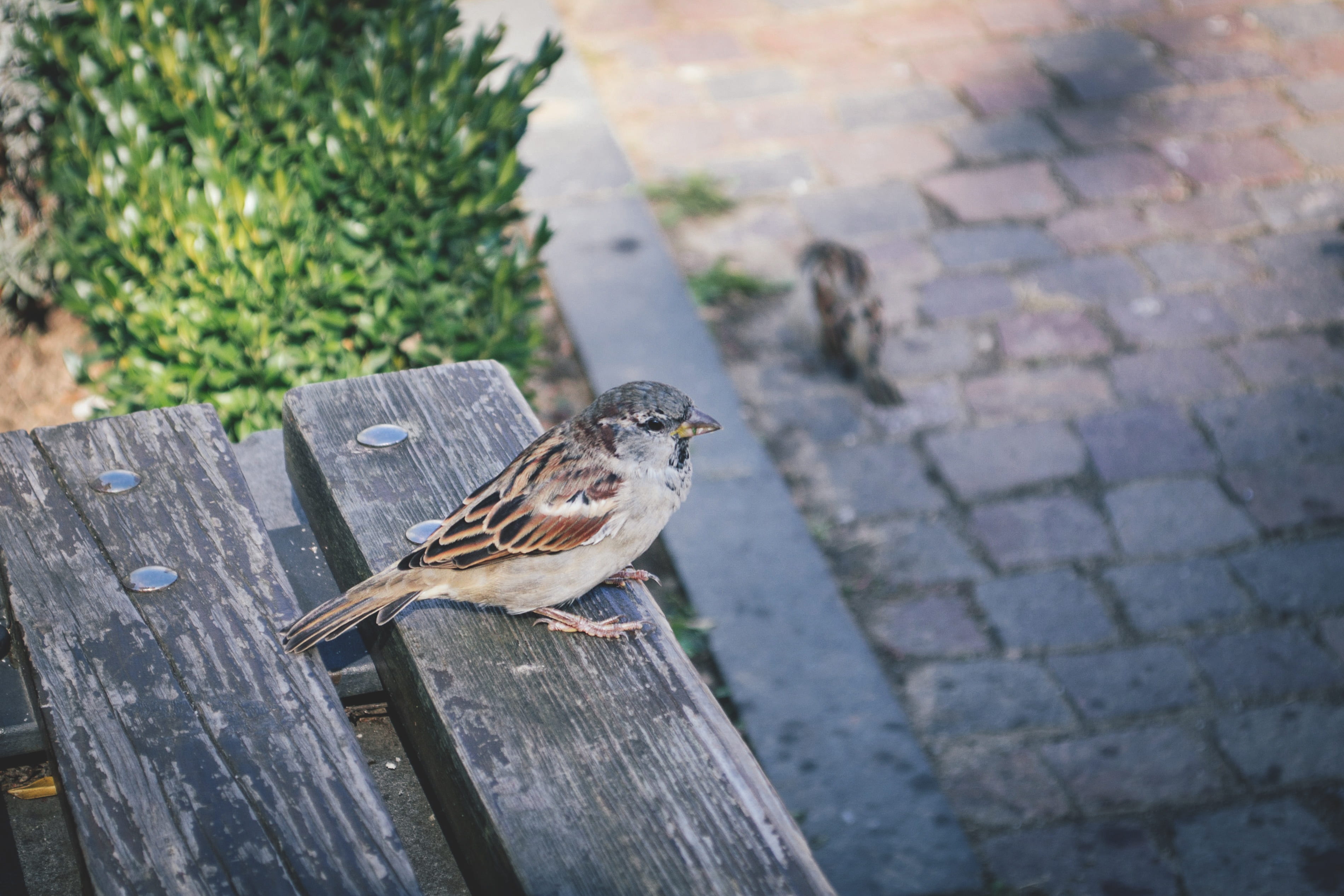 animal themes, vertebrate, european, park, no people, birdwatching, napoca, colour, animals in the wild, footpath, full length, focus on foreground, bird, HD Wallpaper