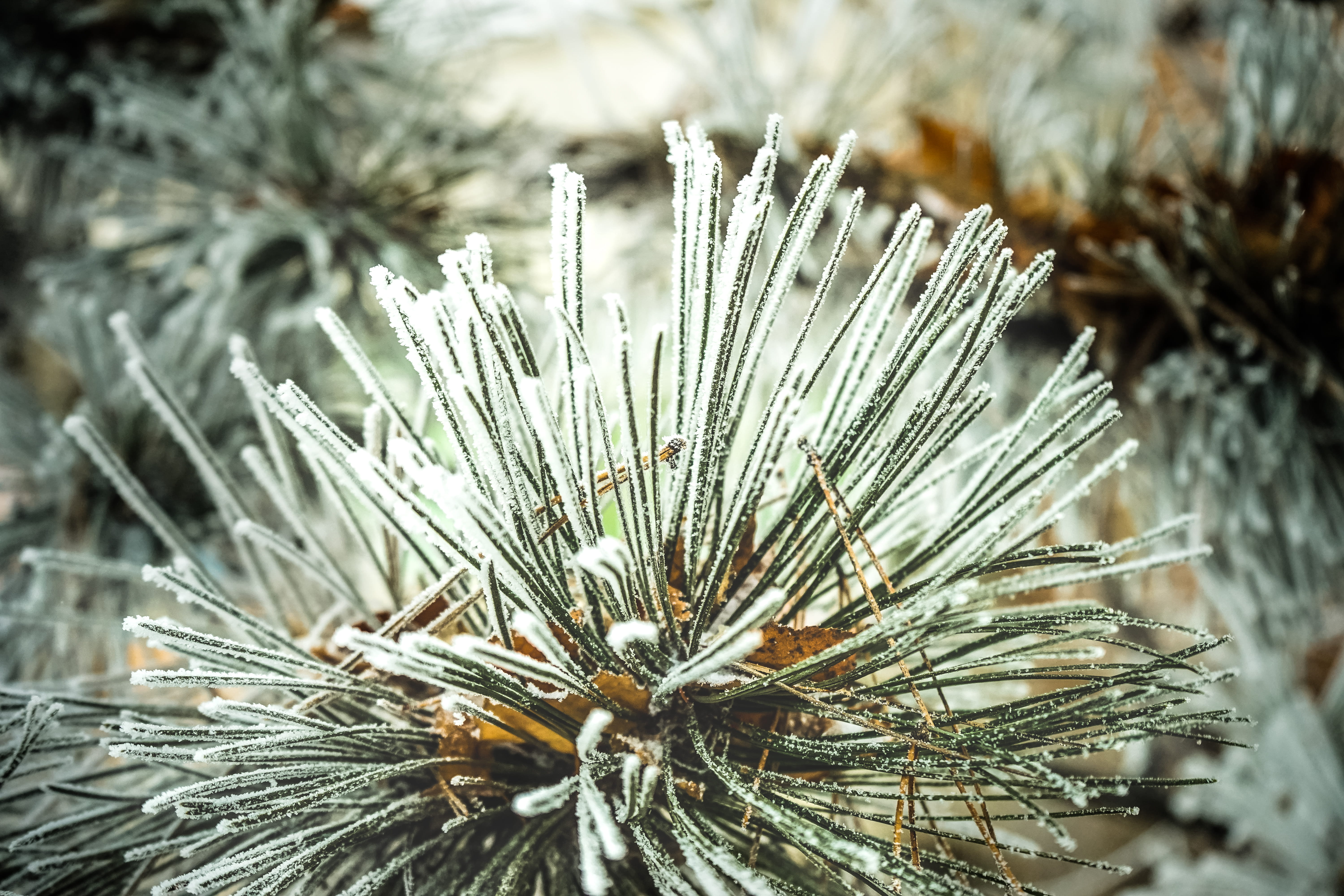 pine tree, winter, plant, autumn, cold temperature, snowing, fall, pinaceae, needle - plant part, growth, cluj-napoca, land, trees, coniferous tree, close-up, HD Wallpaper