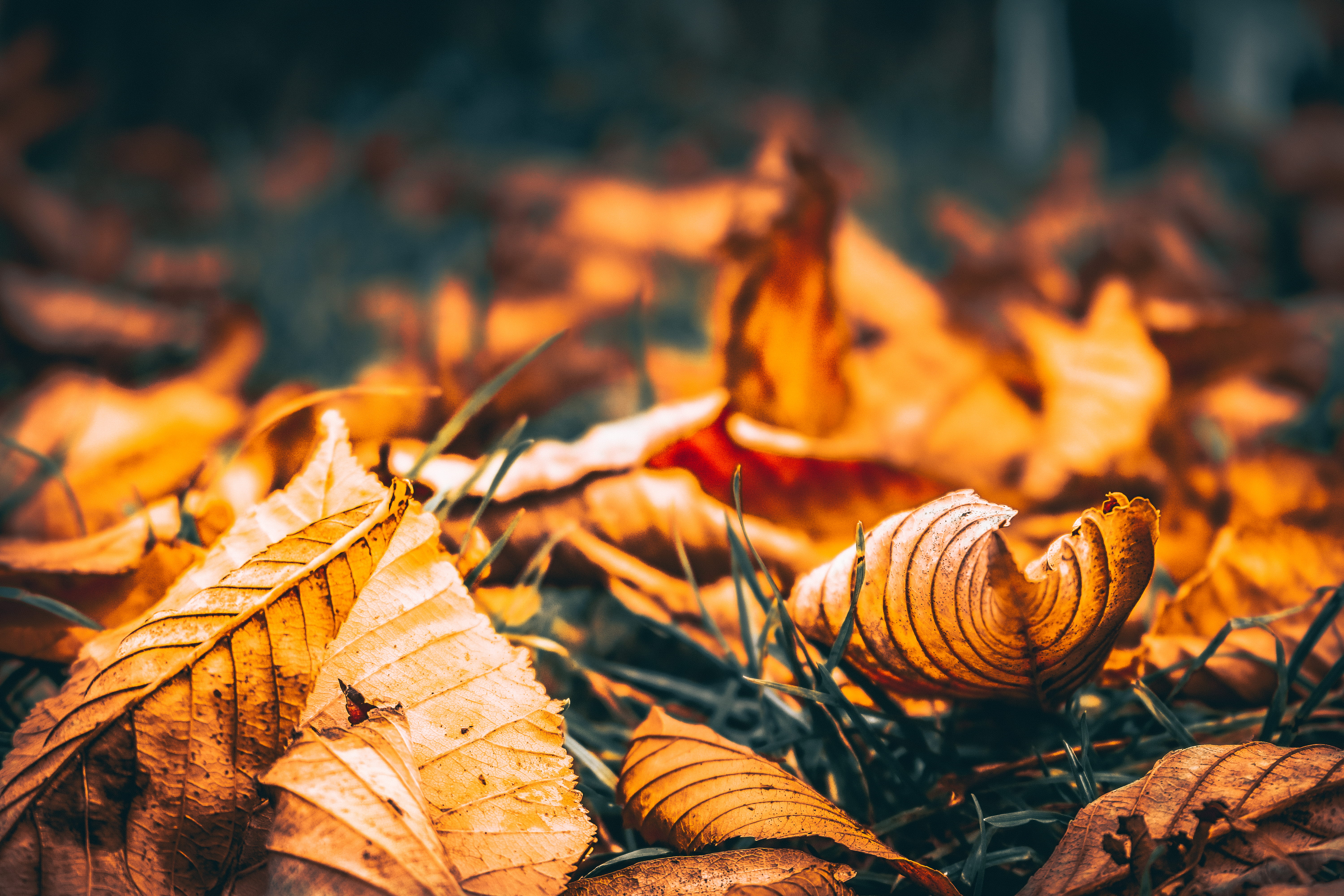 leaves, land, leaf, natural condition, closeup, opera maghiara est, 5K, autumn, focus on foreground, selective focus, change, outdoors, orange color, maple leaf, HD Wallpaper