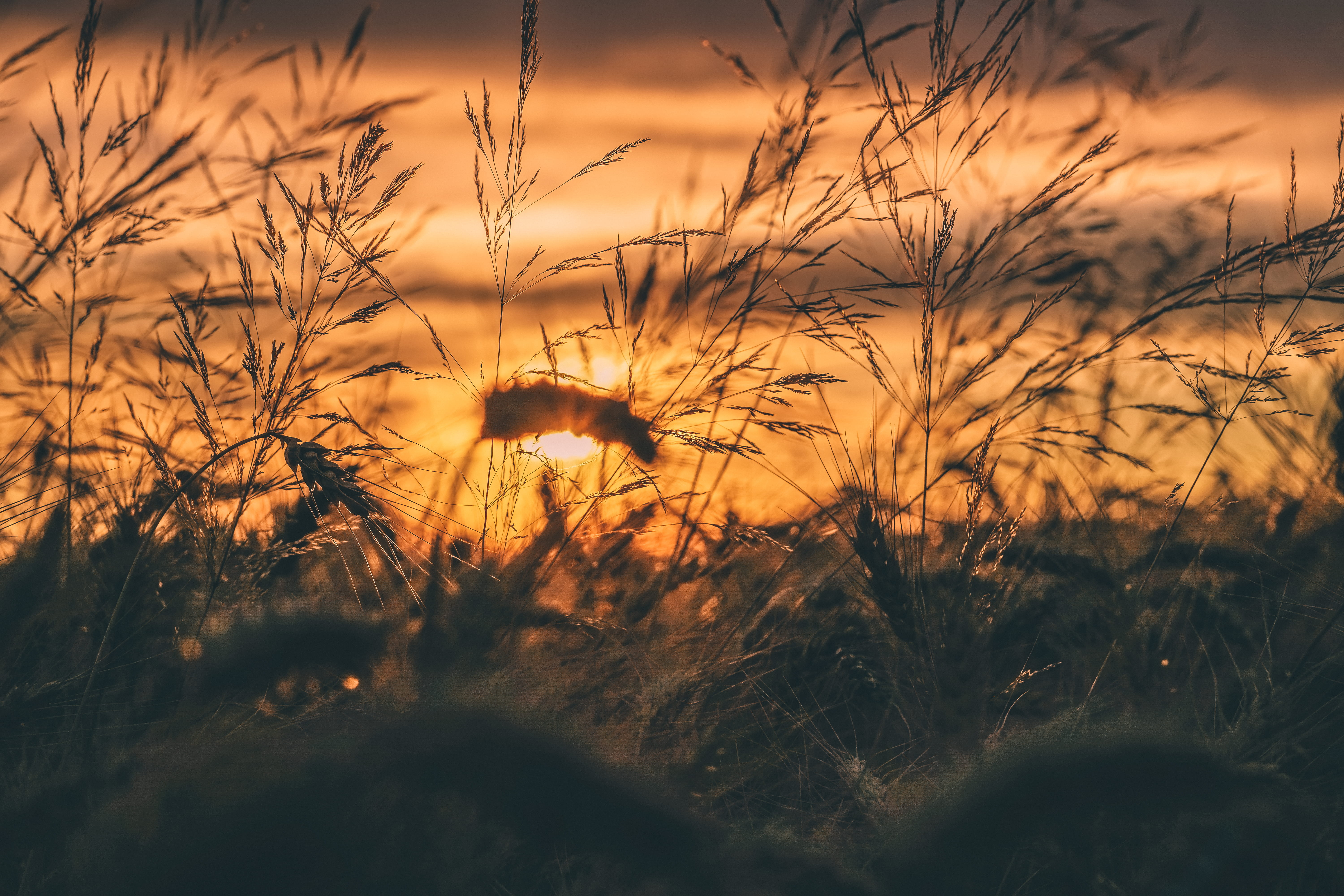 rye, no people, light, 5K, sunset, sky, tranquil scene, cluj-napoca, close-up, cloud - sky, romania, scenics - nature, beauty in nature, tranquility, nature, HD Wallpaper