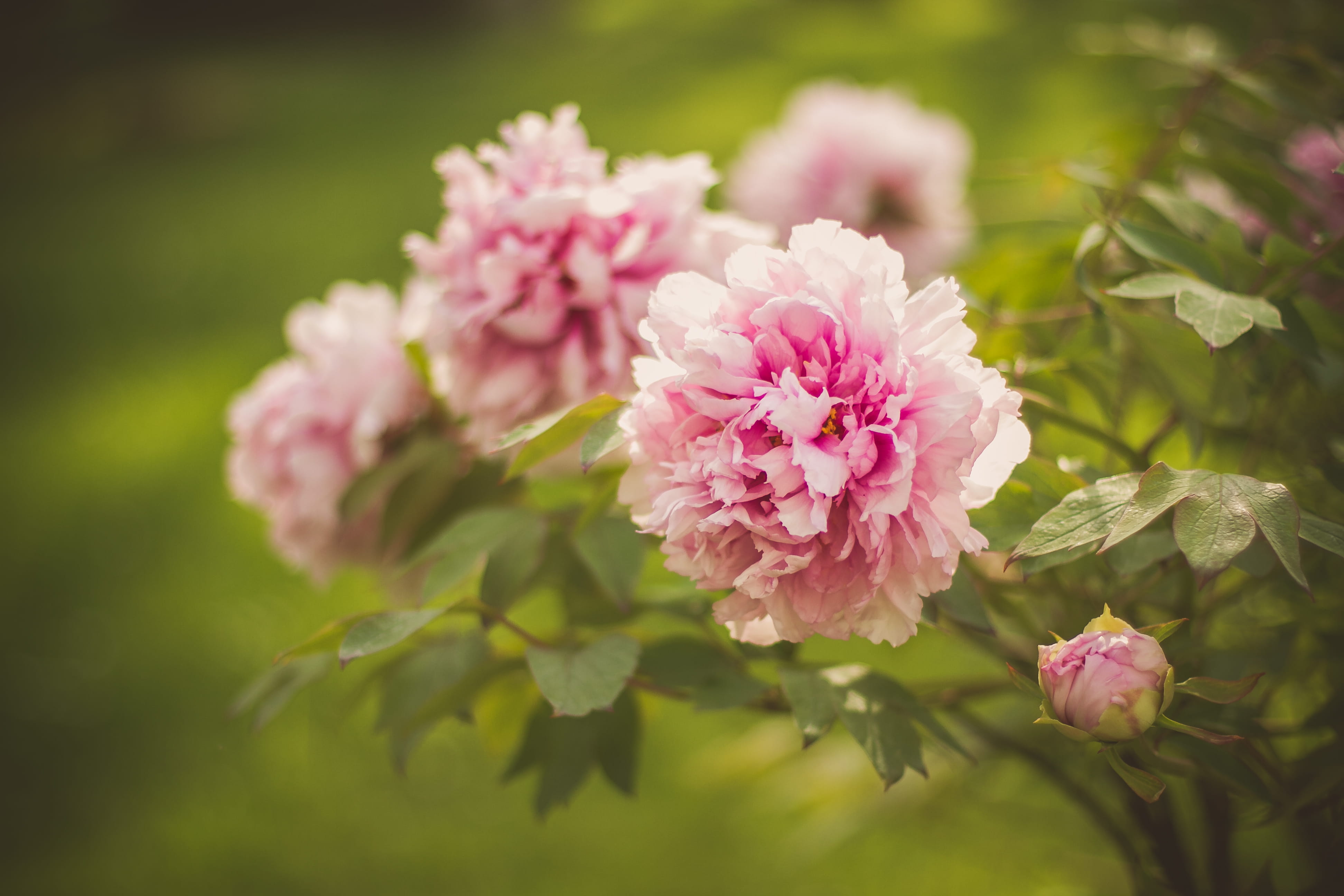 flower head, freshness, outdoors, alexandru borza botanical garden, flower, 4K, plants, close-up, cluj-napoca, peony, garden, green color, petal, romania, HD Wallpaper