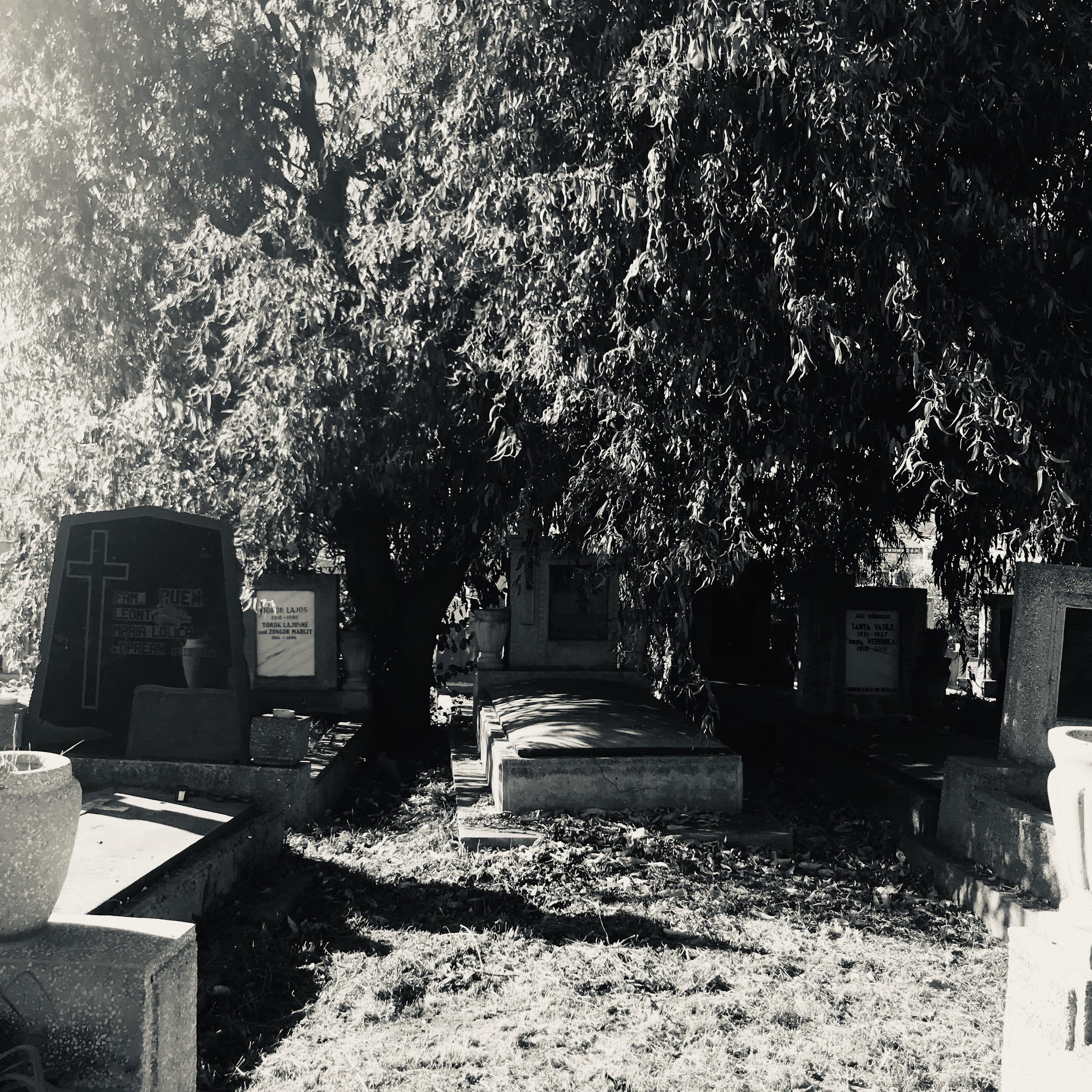 religion, cluj-napoca, architecture, stone, 2K, sadness, grave, built structure, day, growth, no people, unnamed road, plant, memorial, nature, tree, belief, Phone HD Wallpaper