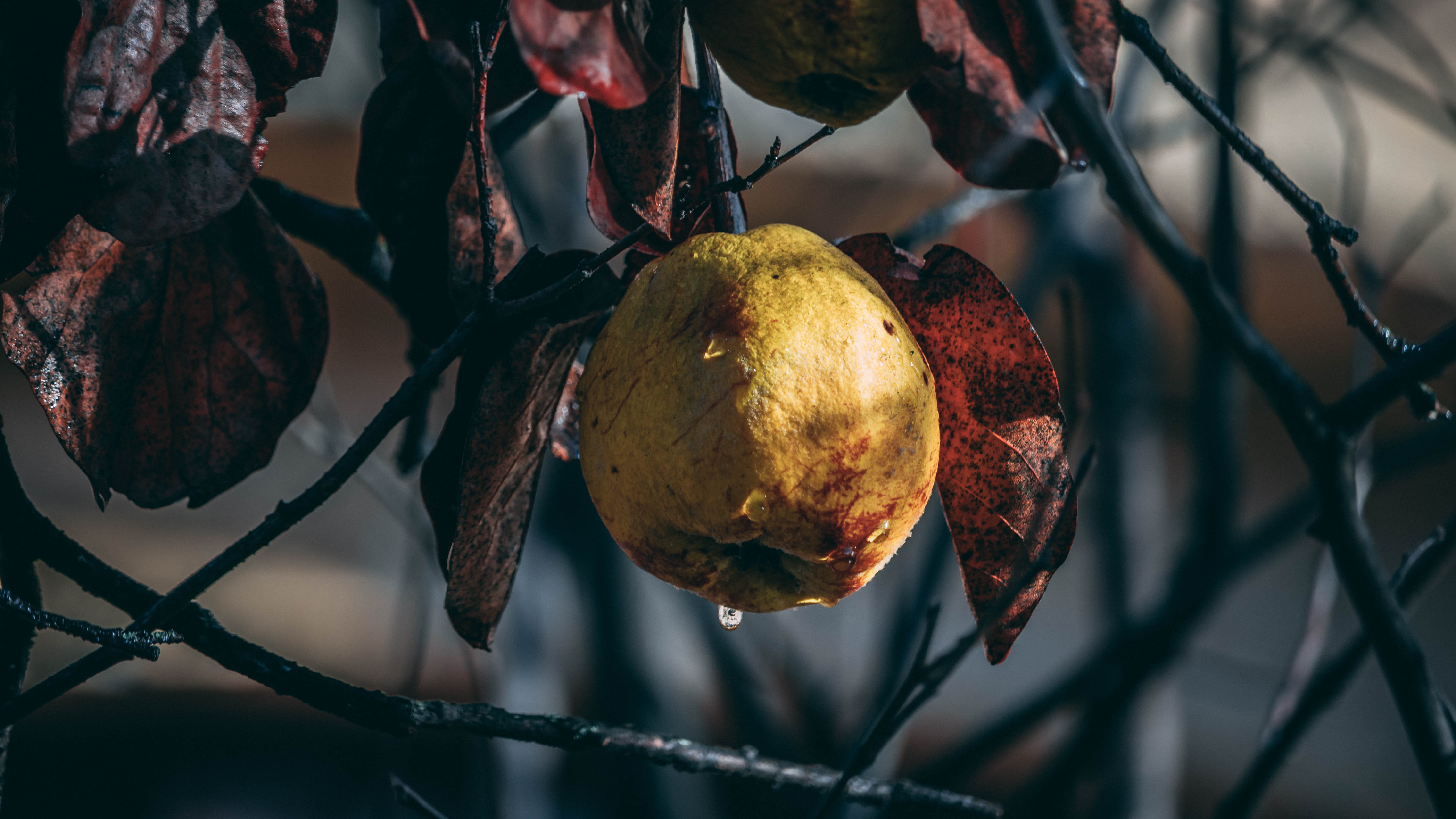 rain, wellbeing, romania, leaf, rotting, cluj-napoca, freshness, 5K, hanging, healthy eating, plant, focus on foreground, fence, nature, tree, food and drink, HD Wallpaper