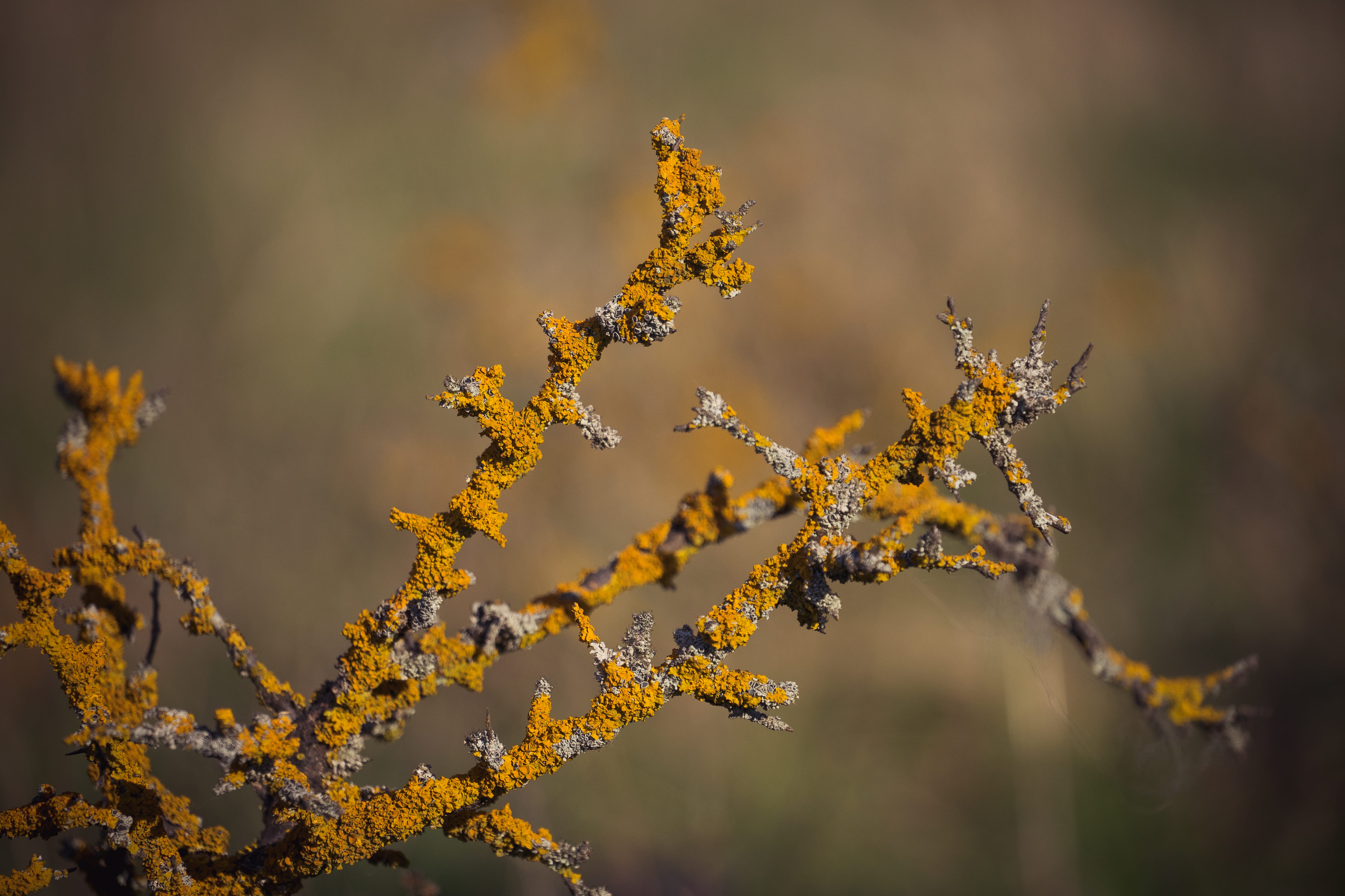 selective focus, wood, flora, twig, vulnerability, borhanciului, nature, plants, freshness, beauty in nature, weed, conifer, outdoors, no people, change, HD Wallpaper