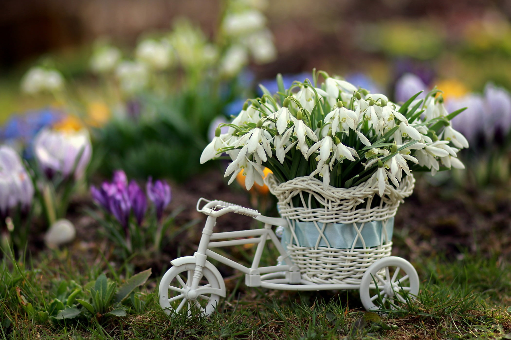 vulnerability, petal, Spring, flower, focus on foreground, basket, close-up, container, fragility, purple, flower head, bunch of flowers, bouquet, plant, HD Wallpaper