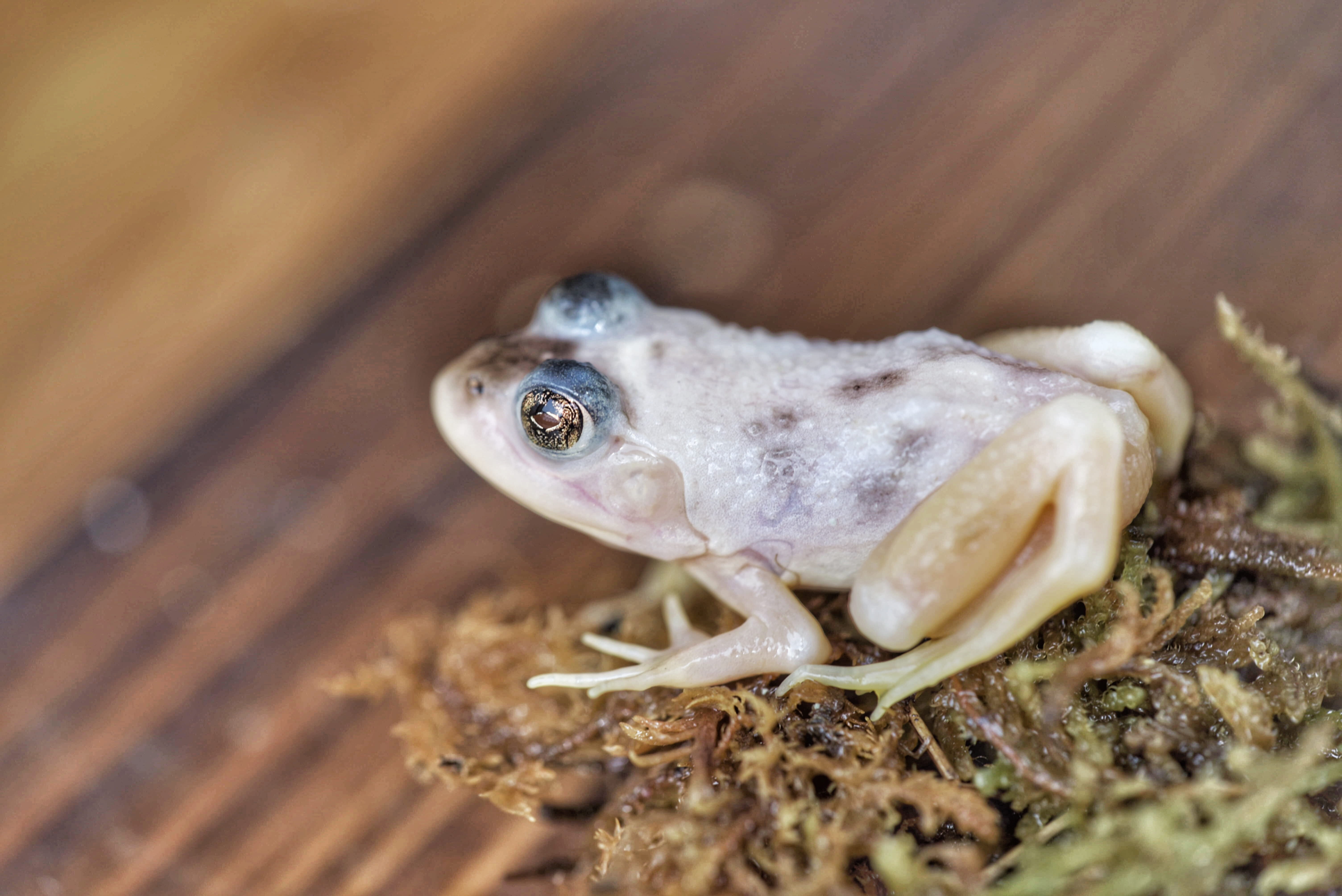 looking at camera, small, vertebrate, outdoors, 5K, gecko, animal body part, animals in the wild, day, portrait, china, alex, animal eye, water, eye, close-up, HD Wallpaper