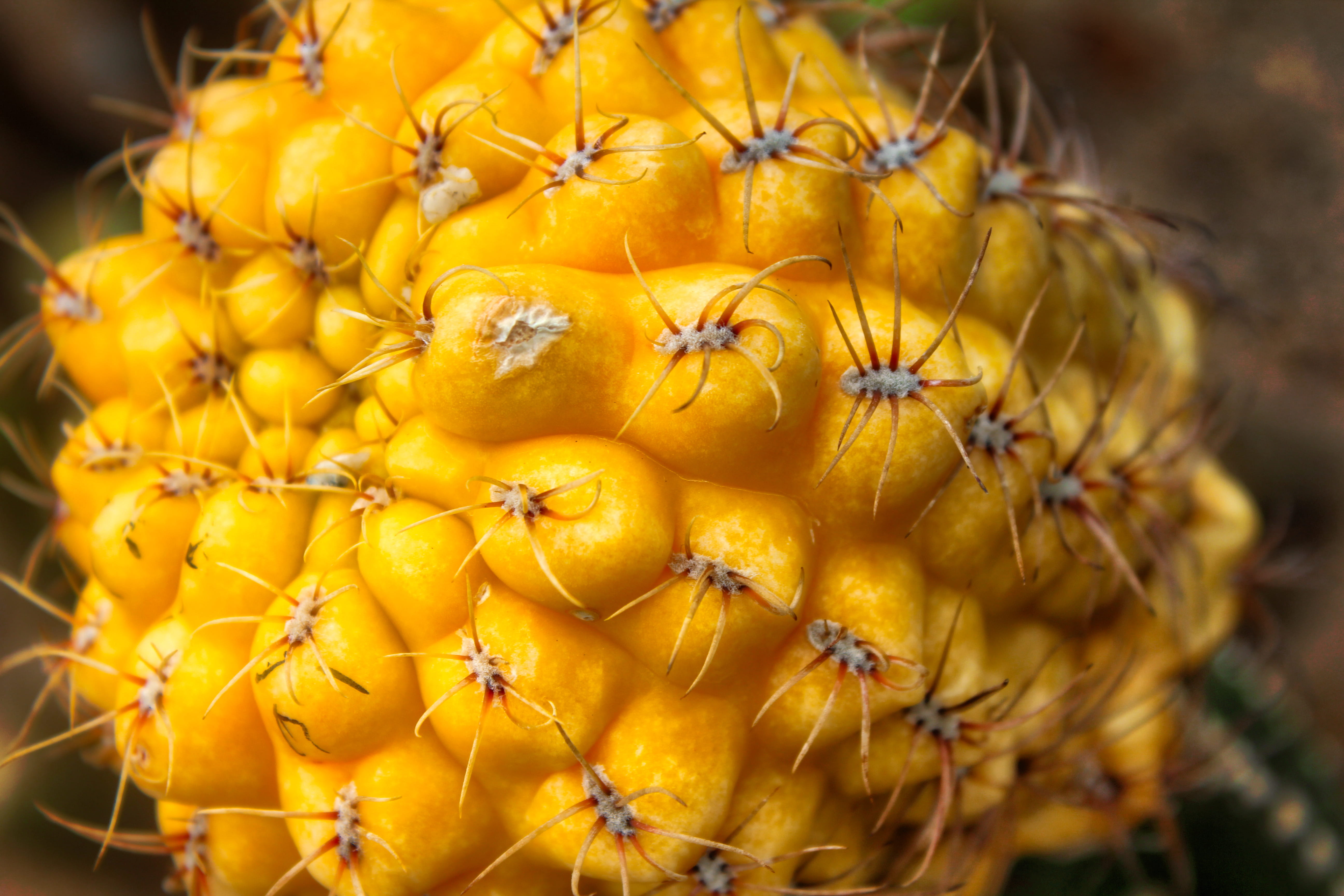 flower head, yellow, tropical fruit, wellbeing, freshness, flowering plant, day, beauty in nature, food, flower, 5K, food and drink, fruit, guangdong, HD Wallpaper