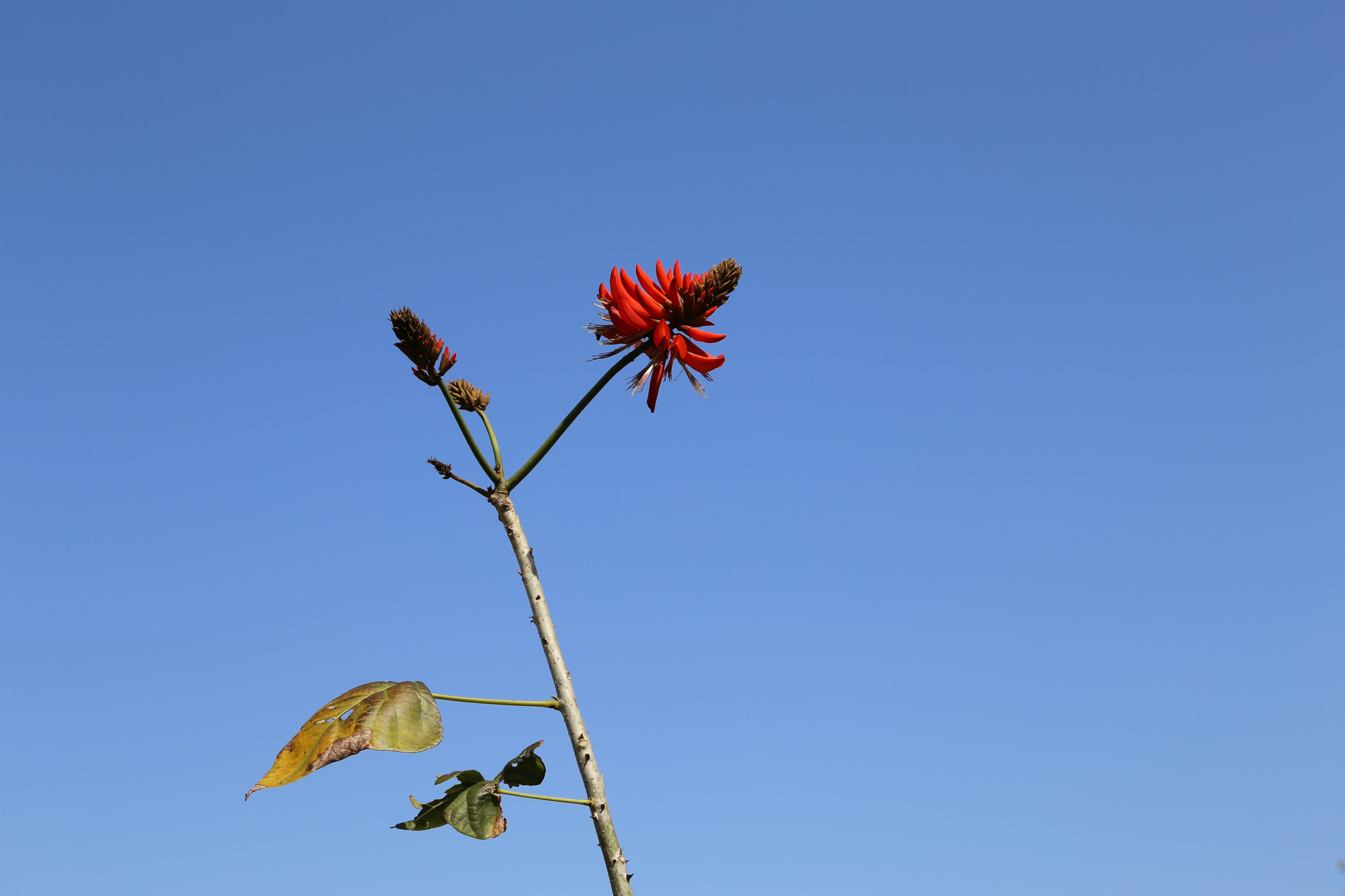 outdoors, flower head, nature, freshness, flower, clear sky, day, blue sky, sunny, copy space, inflorescence, low angle view, no people, kawashima under, HD Wallpaper