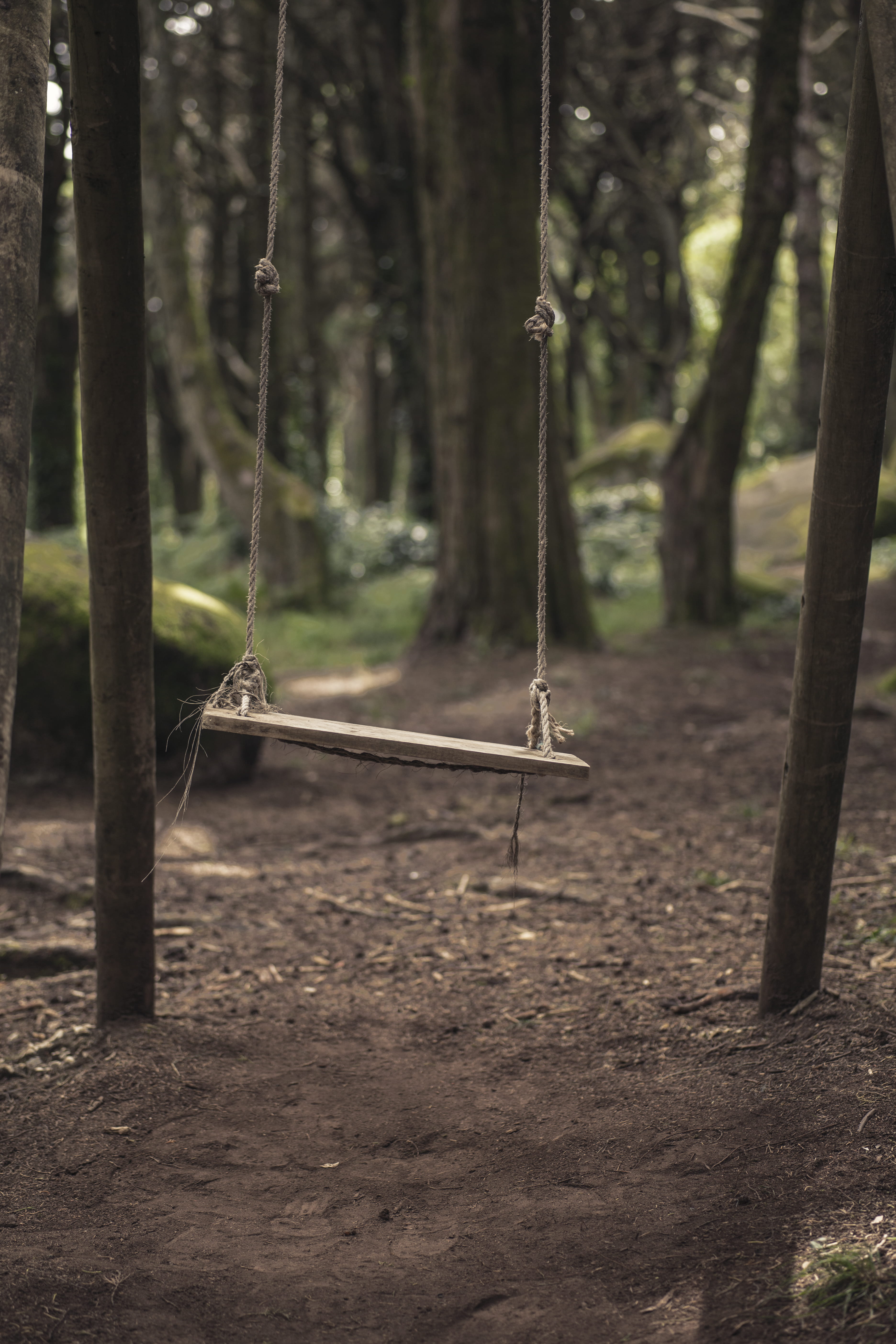 tranquility, wood, summer, rope, nature, land, posts, rope swing, growth, wood - Material, white, woodland, playground, plant, wooden, gray, swing, focus on foreground, Phone HD Wallpaper
