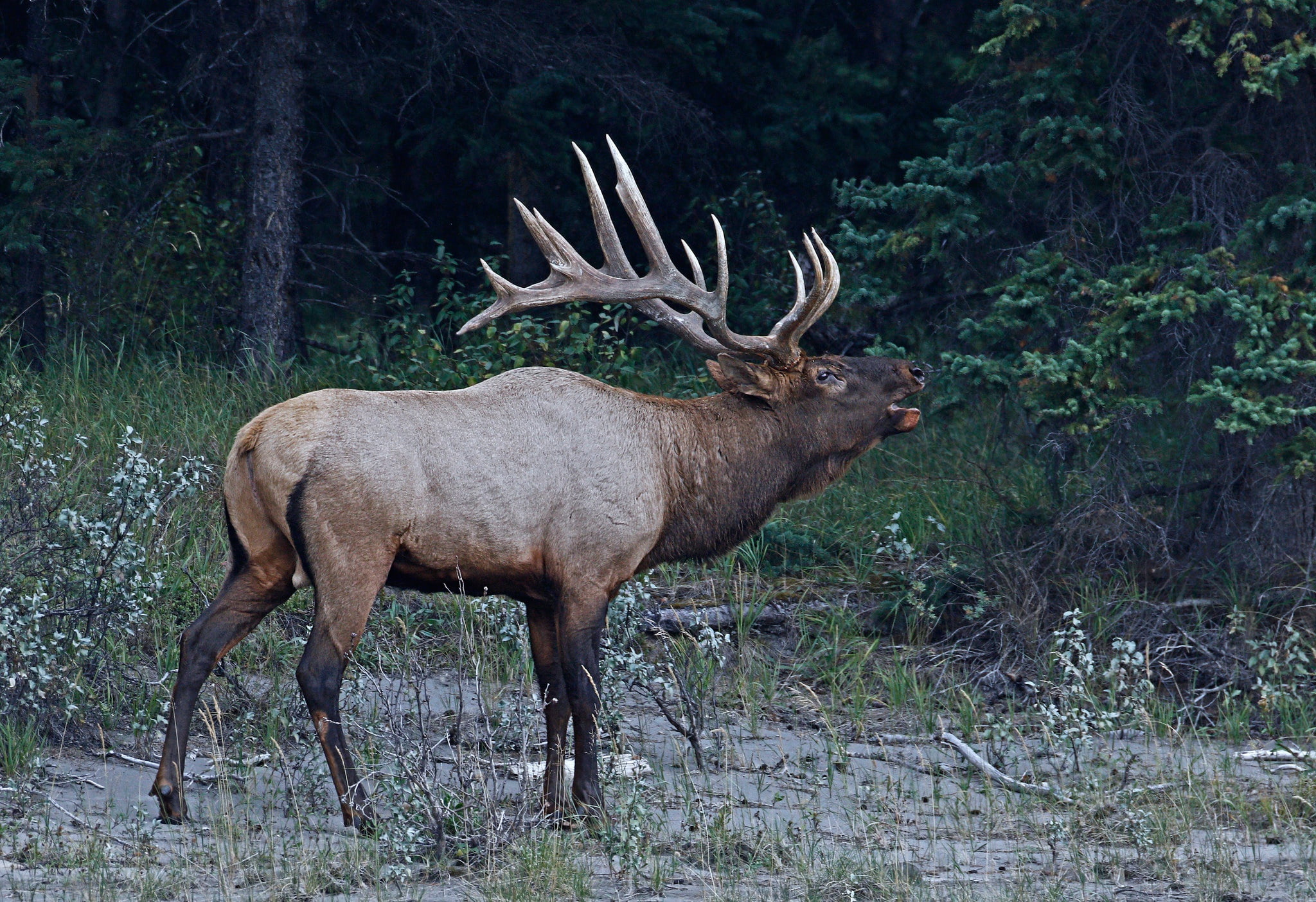 no people, herbivorous, antler, plant, 1080P, day, outdoors, animal wildlife, animals in the wild, moose, one animal, nature, side view, forest, male animal, HD Wallpaper