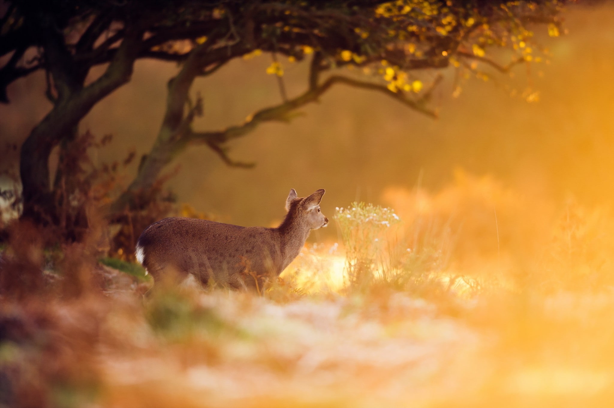 no people, plant, tree, vertebrate, standing, mammal, animals in the wild, side view, nature, deer, herbivorous, field, animal, 1080P, selective focus, HD Wallpaper