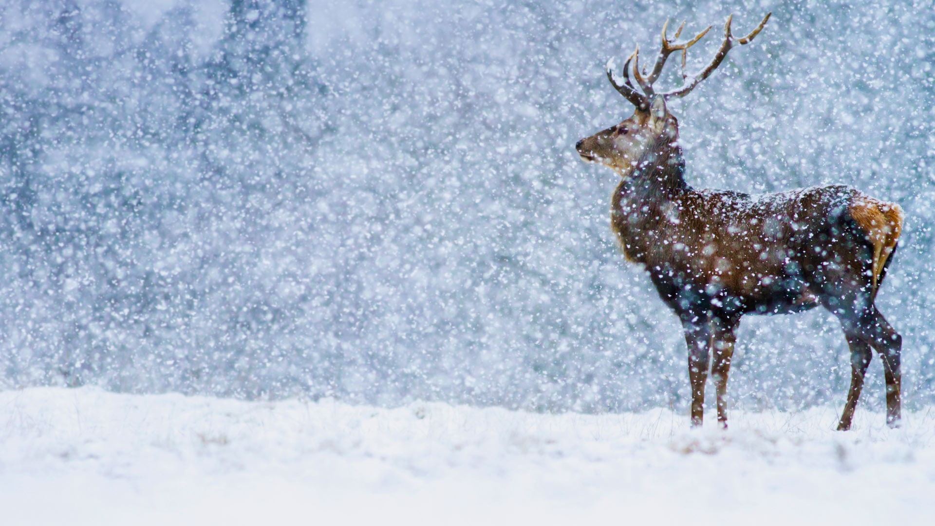 landscape, 1080P, deer, snow, nature, mammals, animals, HD Wallpaper