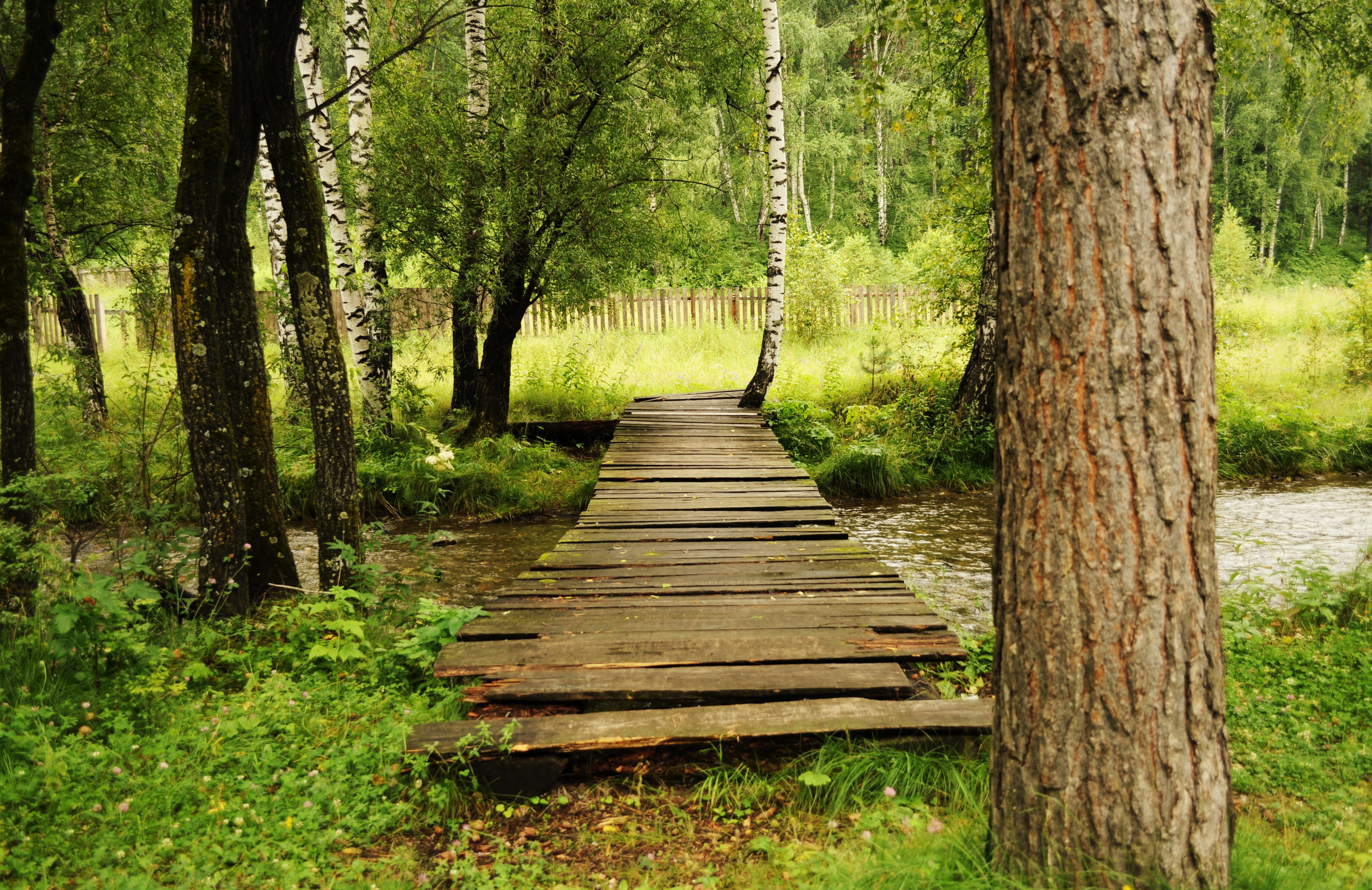 direction, wood, scenics - nature, tree, paths, beauty in nature, forest, tranquil, body of water, outdoors, plant, crossing, woods, long, 4K, footpath, HD Wallpaper