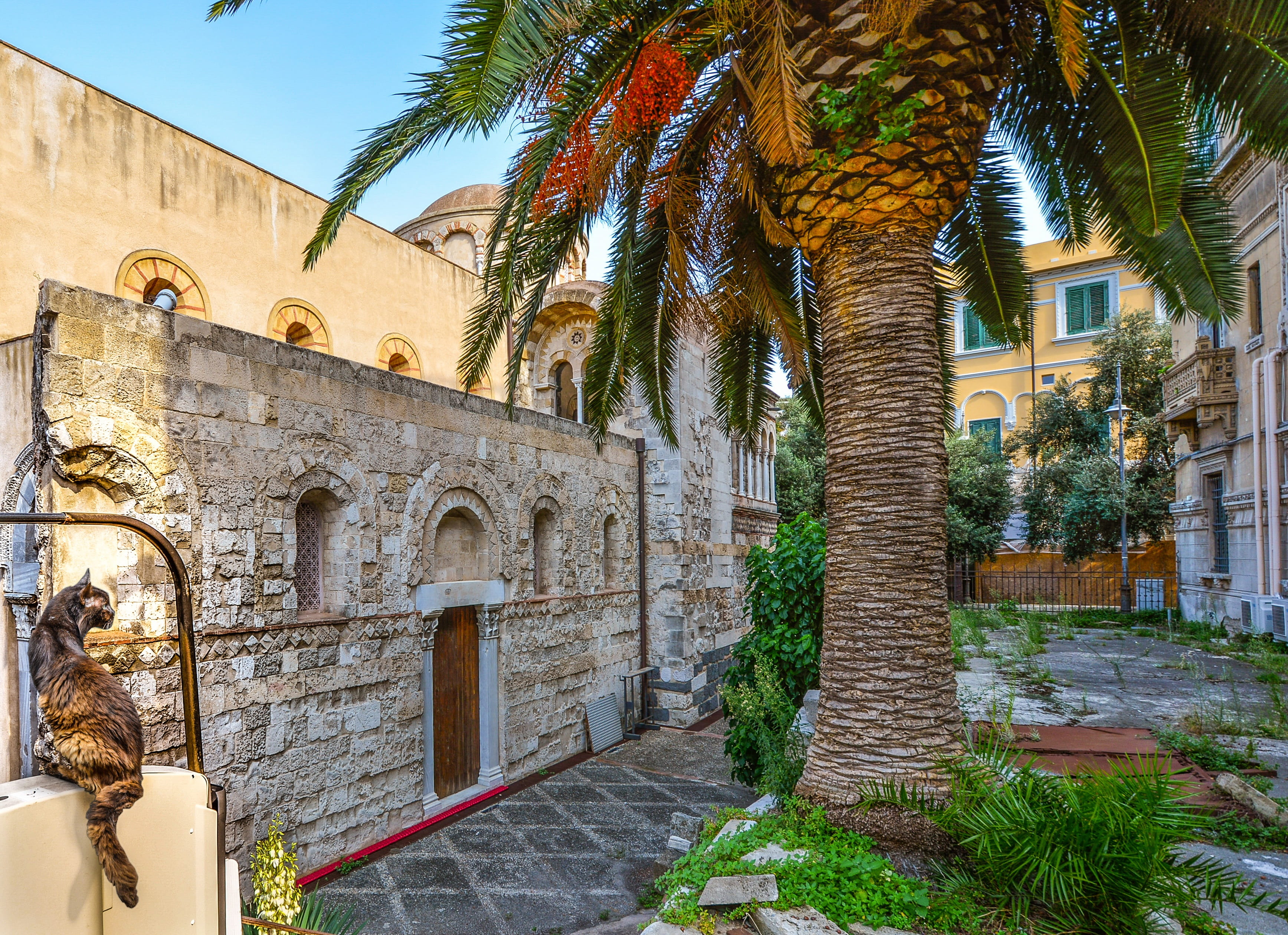 travel destinations, greenery, history, Stray, italian, palm tree, Ruins, building exterior, plant, door, nature, religion, tree, feline, tropical climate, HD Wallpaper