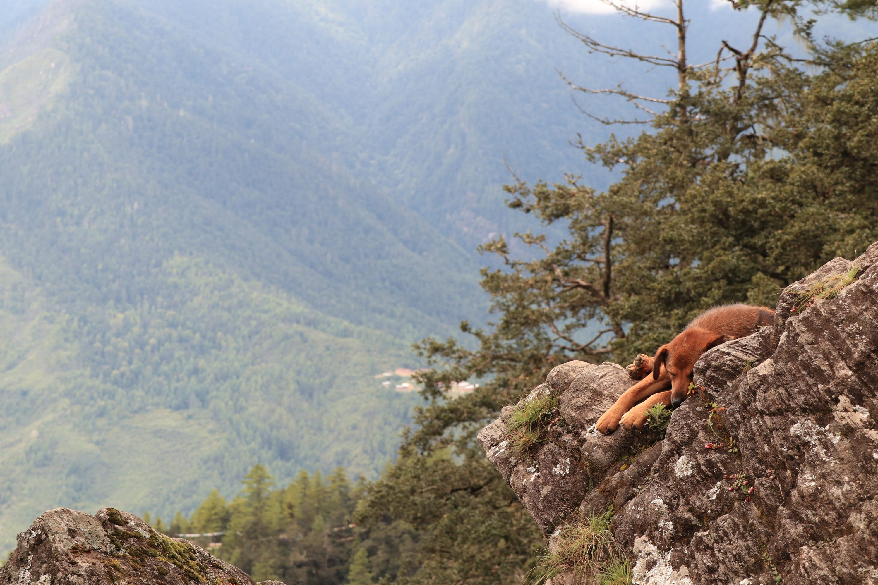 doggy, leisure activity, one person, puppy, mutt, human hand, solid, dog, stray, stray dog, landscape, sky, sight, tranquility, sadness, wood, mountain, HD Wallpaper