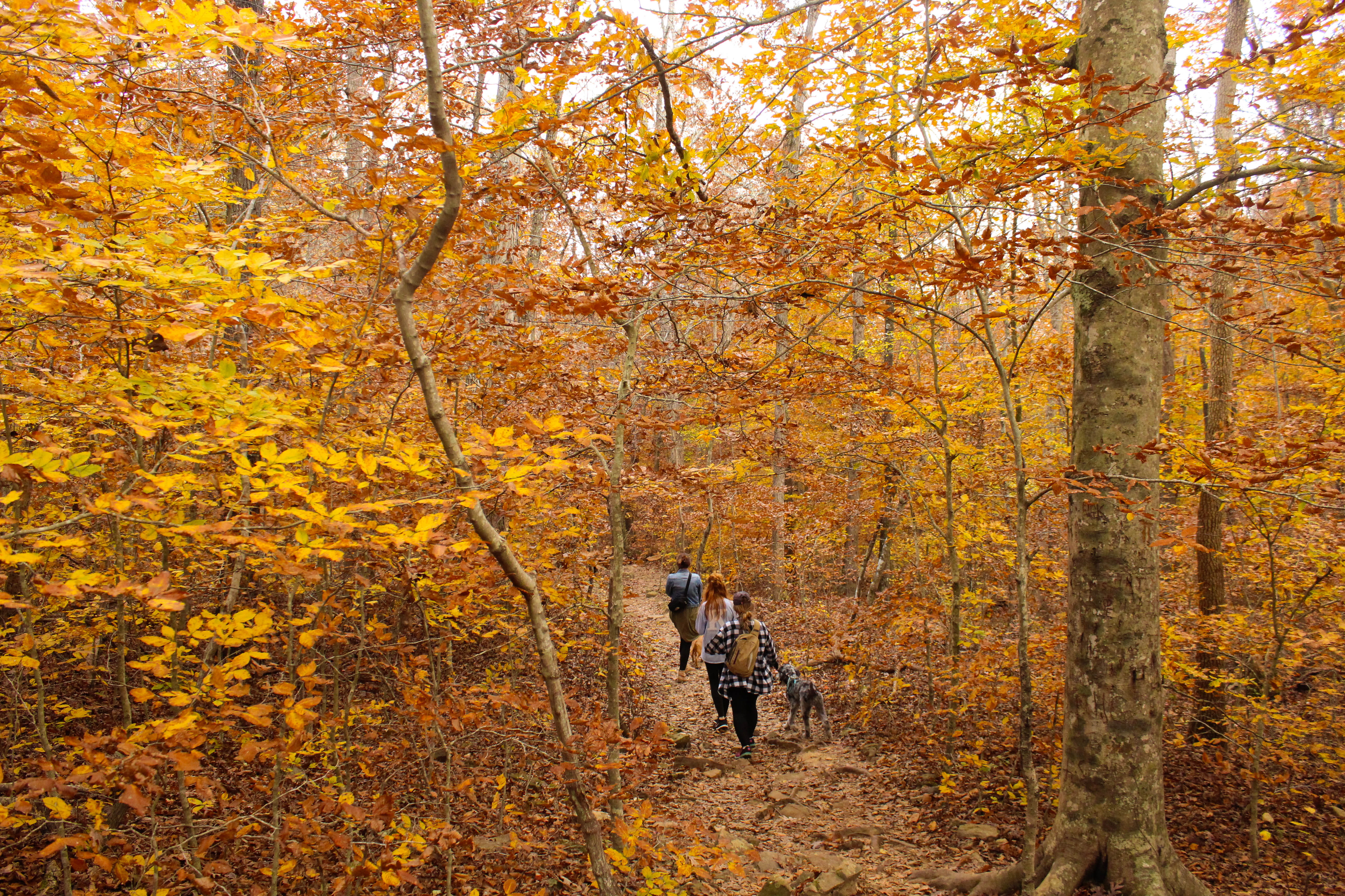change, outdoors, yellow, friends, 5K, united states, autumn collection, leisure activity, orange, forest, lifestyles, plant, leaf, day, puppies, orange color, HD Wallpaper