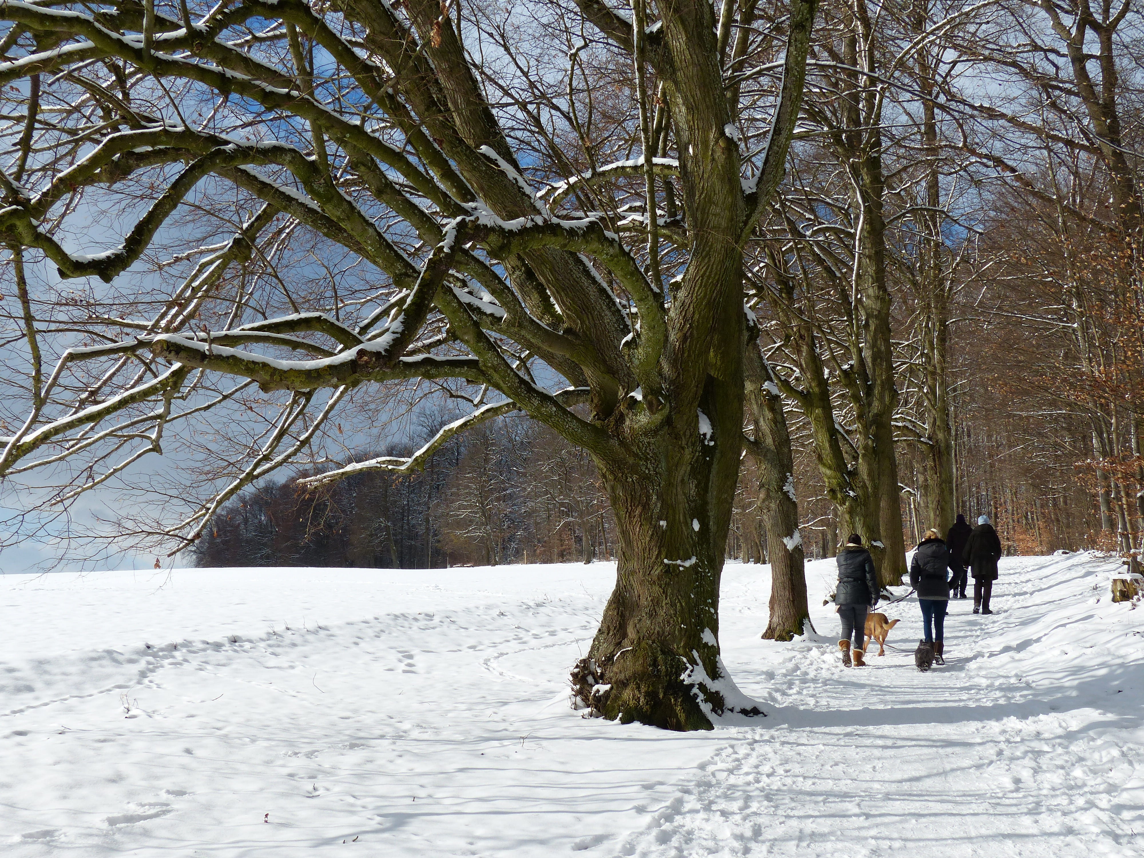 ulm, forest trail, panorama trail, nature, höhenweg, avenue, trail, cold temperature, Tree, Snowy, tribe, randweg, outdoors, promenade, women, linden, full length, HD Wallpaper