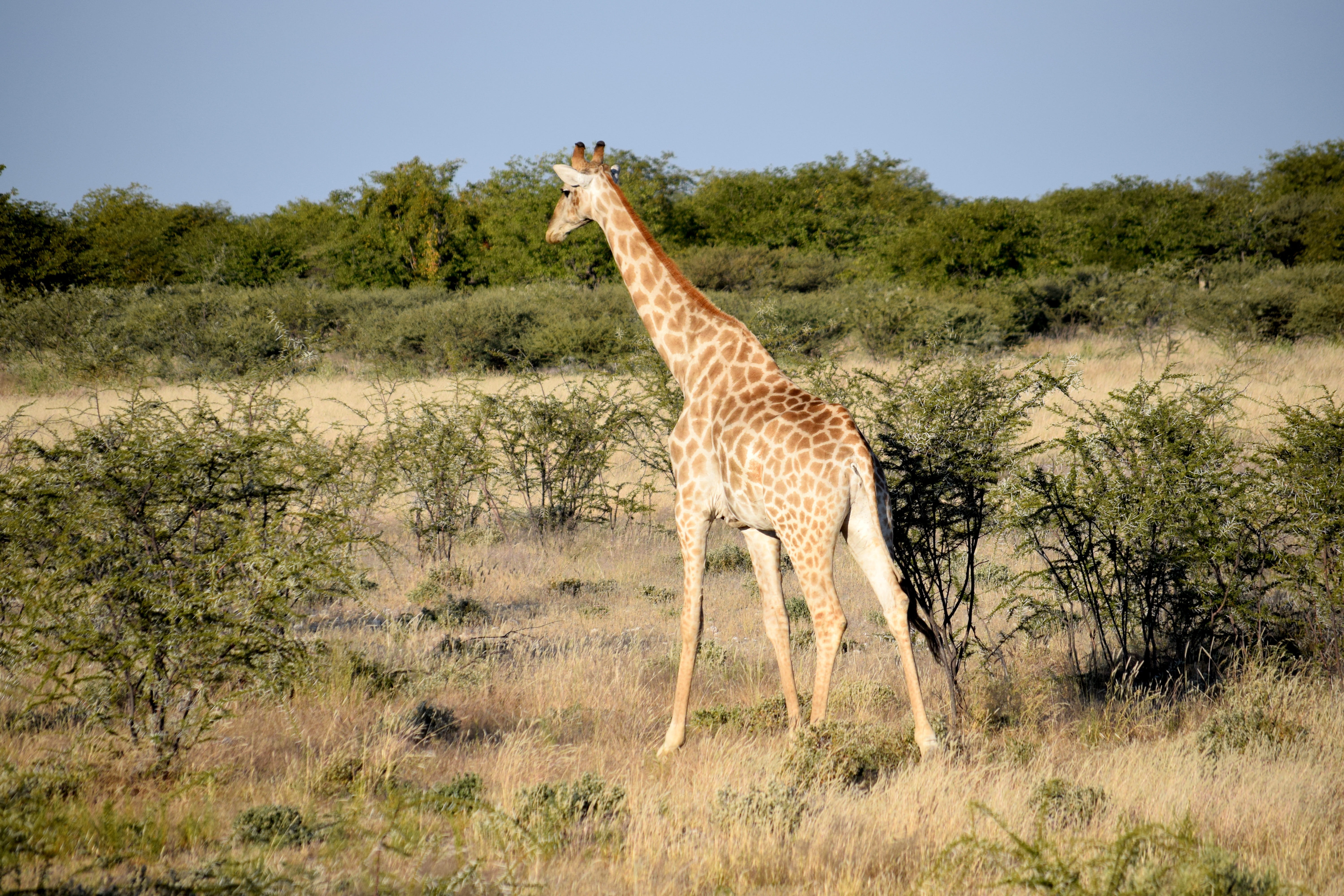 tree, plant, nature, thorn, tall, no people, animal, outdoors, giraffe, animal themes, travel destinations, vertebrate, semi-arid, mammal, wildlife, safari, HD Wallpaper