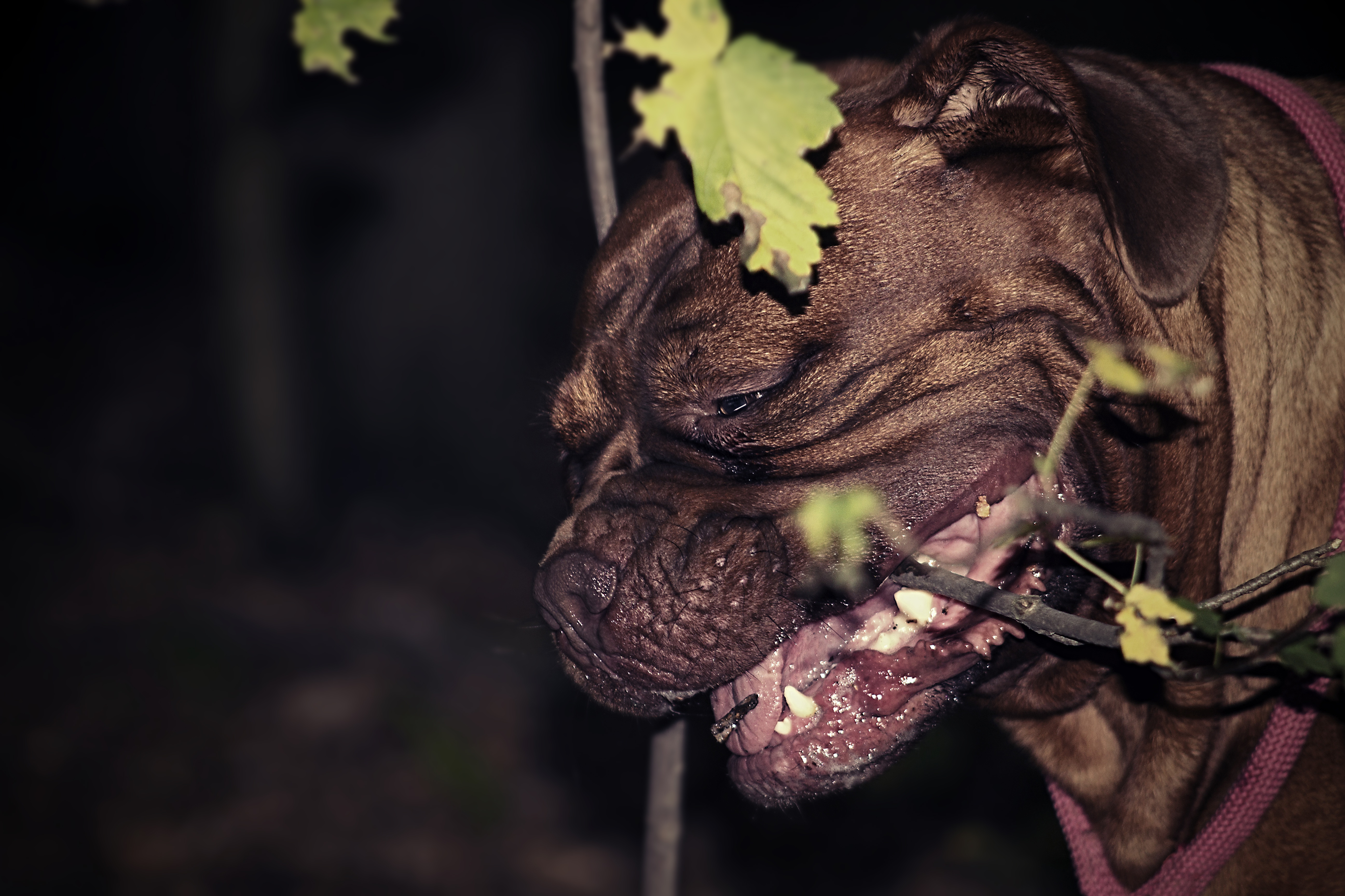 running, dogue, vertebrate, plant, 5K, outdoors, no people, plant part, animal themes, french, summer, animal, close-up, flower, domestic animals, grass, HD Wallpaper