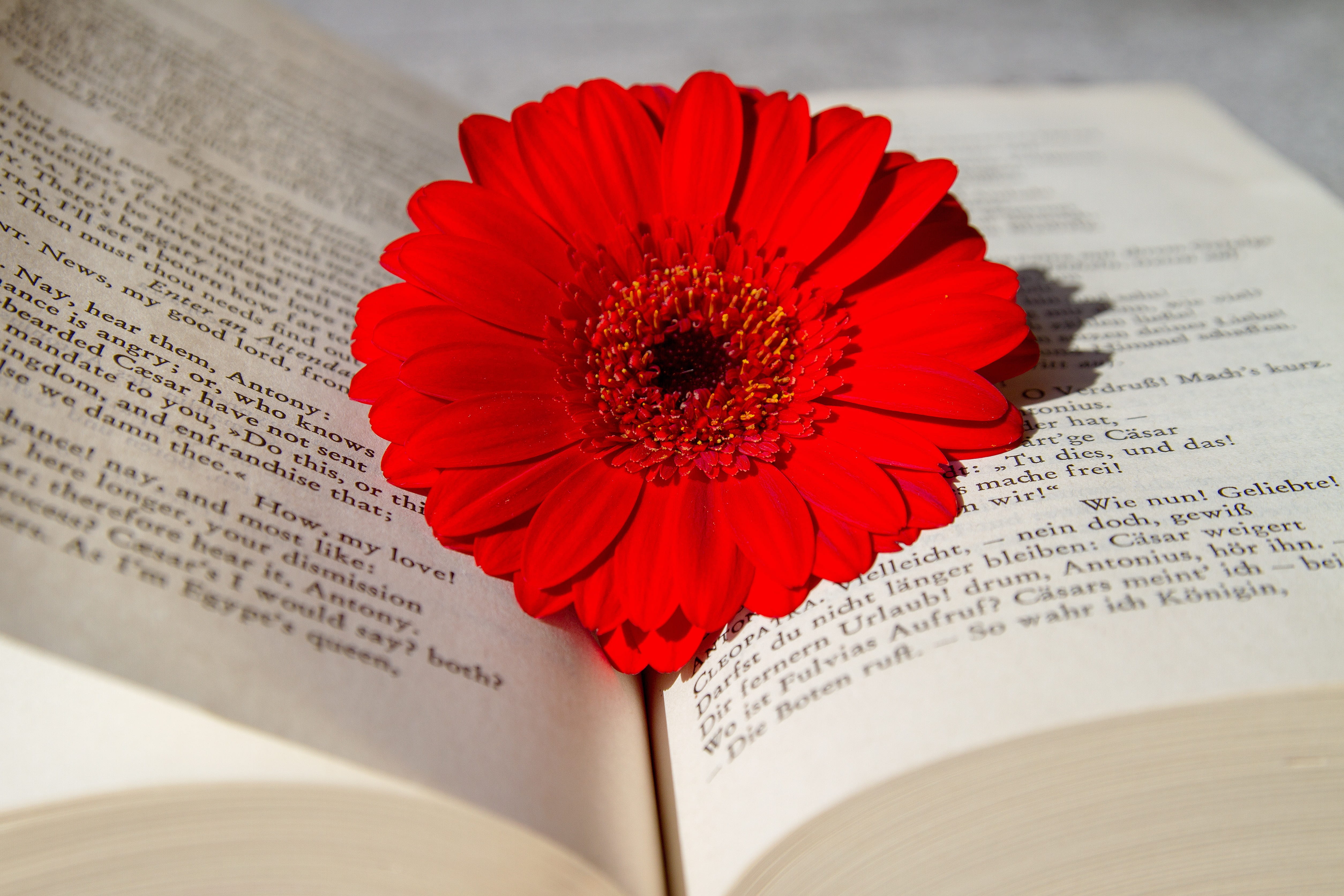 german, poet, fragility, inflorescence, petal, red, beauty in nature, school, paper, english, writer, laying, playwright, pollen, gerbera daisy, indoors, HD Wallpaper