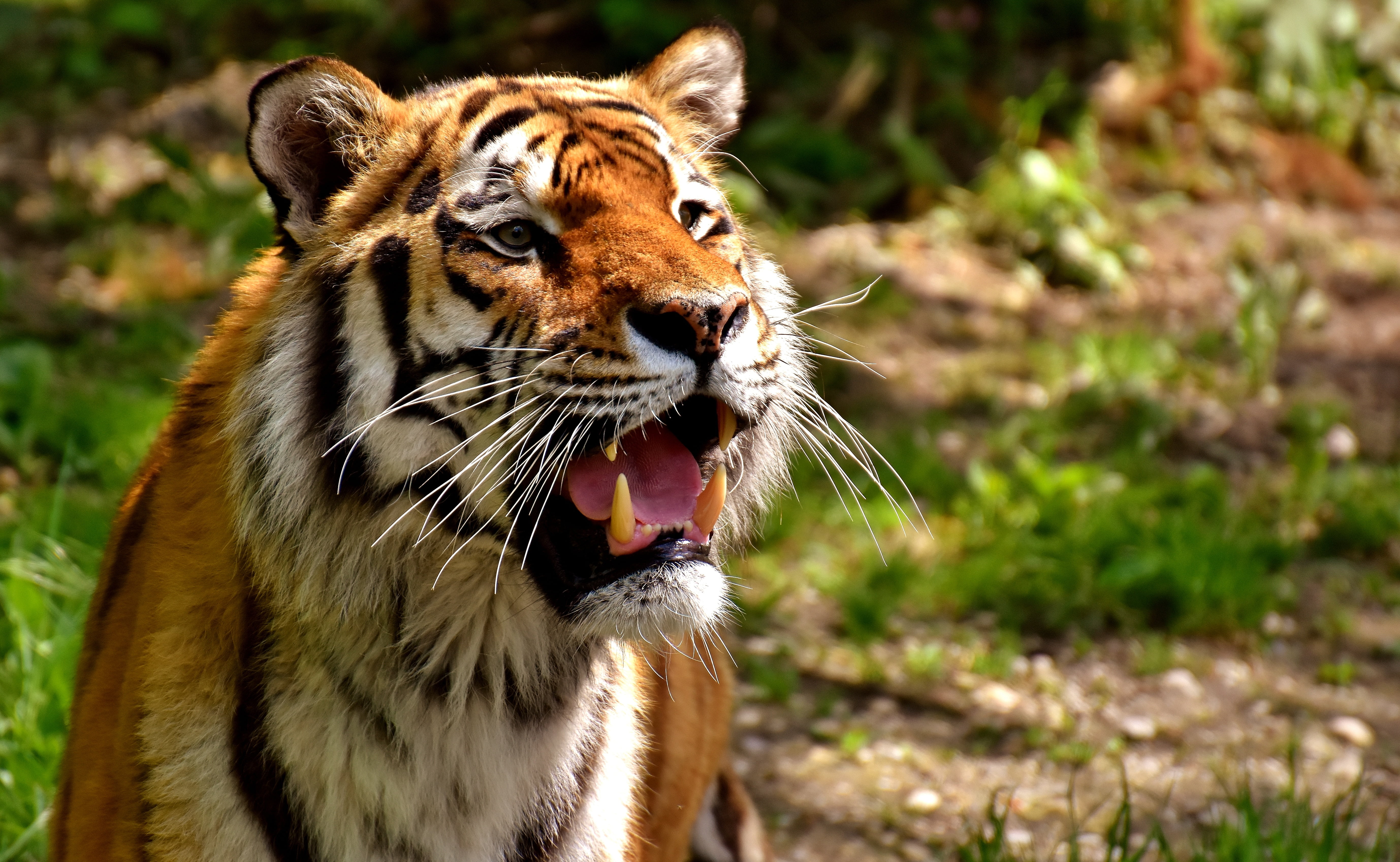 no people, mouth open, carnivora, vertebrate, animal, focus, mouth, animal teeth, animal themes, animal head, animal wildlife, cat, close-up, whisker, shallow, HD Wallpaper