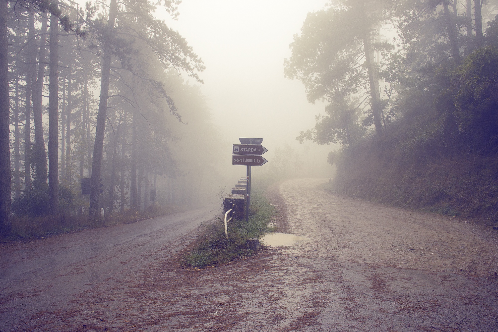 way, nature, autumn, no people, foggy, plant, road, environment, tranquil scene, photography, misty, tuscany, land, footpath, growth, beauty in nature, HD Wallpaper