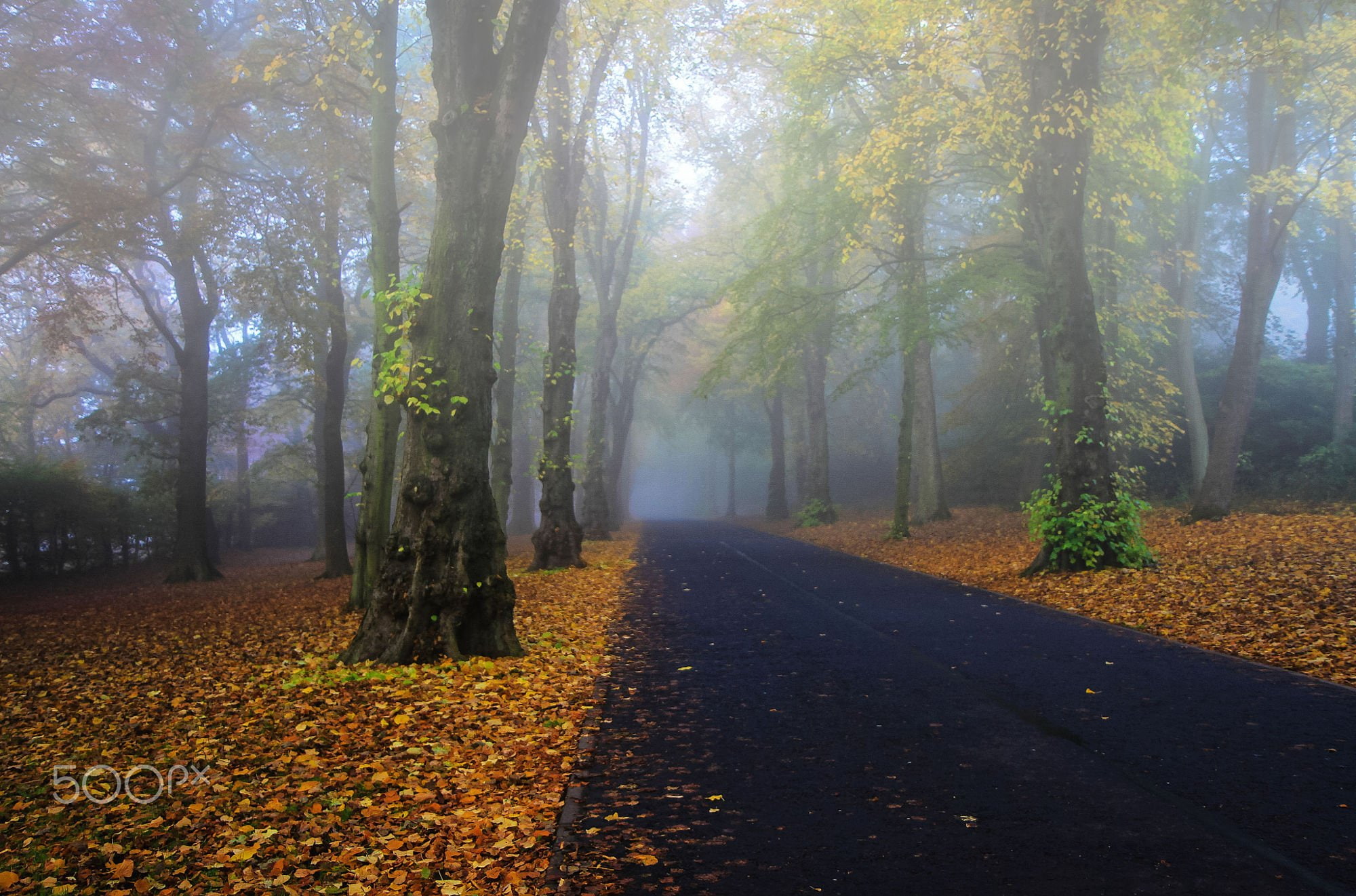 1080P, original, raod, photo, beauty, forest, tree, landscape, HD Wallpaper
