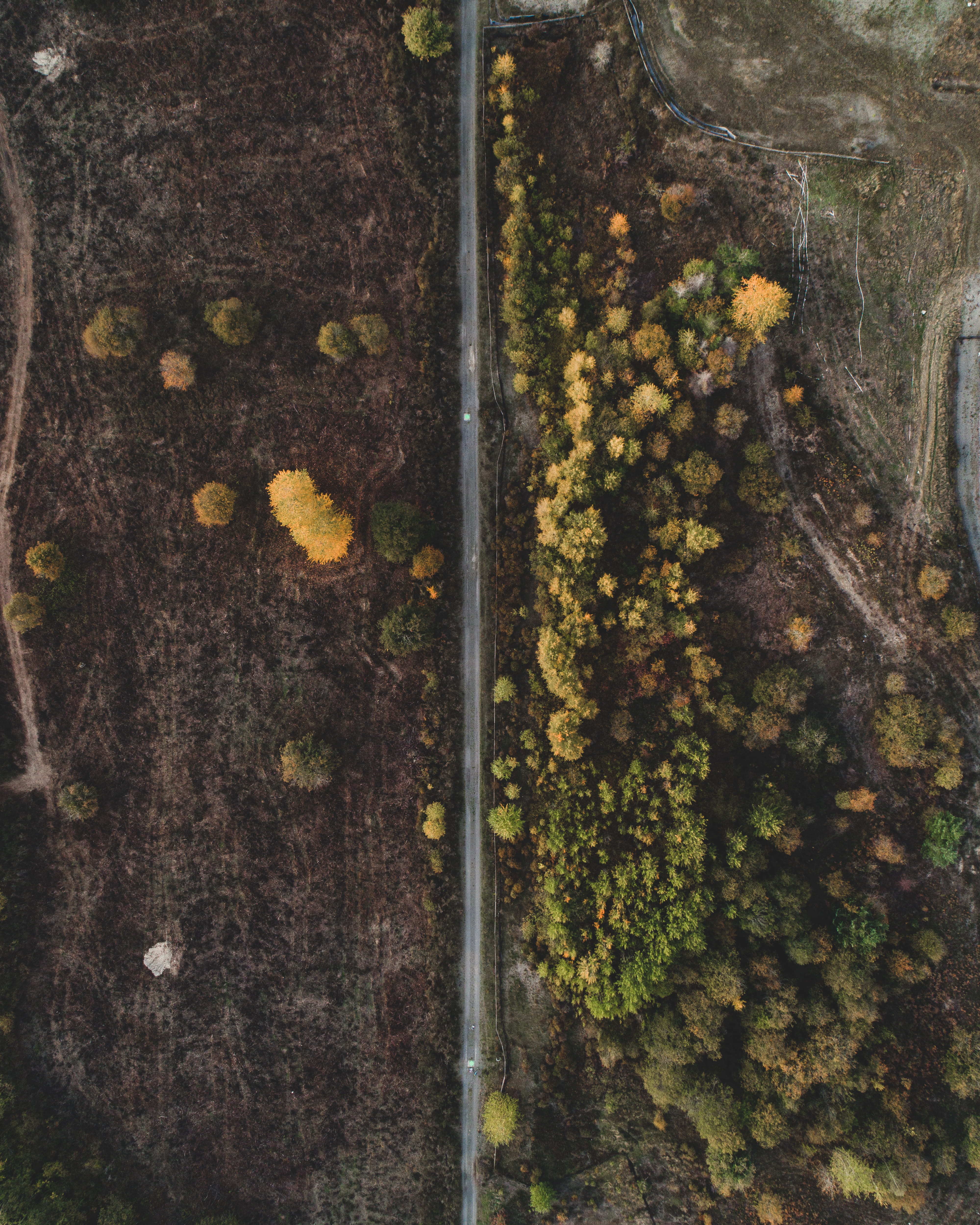 growth, close-up, tree, outdoors, trunk, beside, no people, 4K, green, flora, natural condition, united states, raod, grey, photo, nature, aerial, tranquility, Phone HD Wallpaper