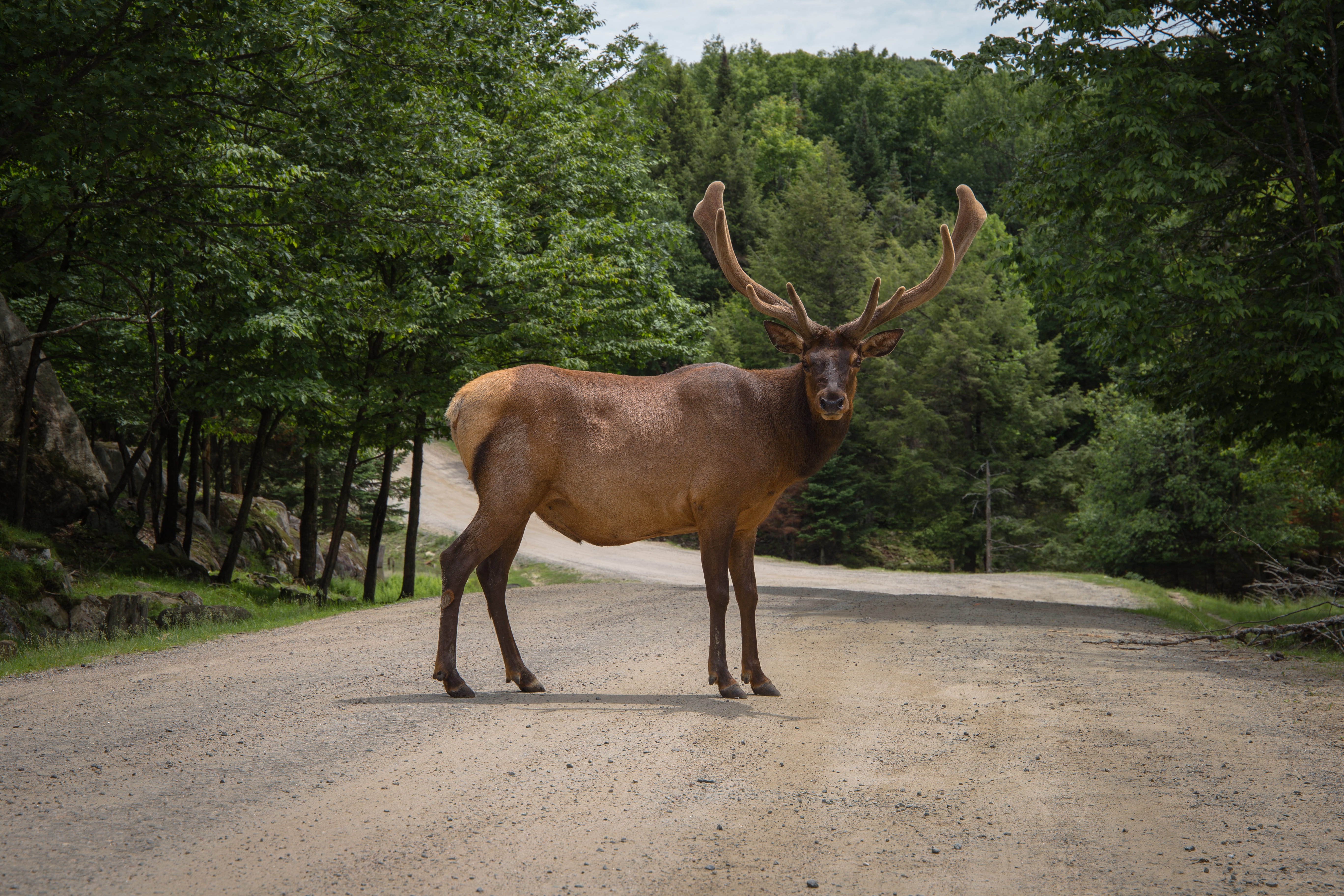 lane, portrait, wildlife, canon, face, horned, nature, land, raod, tree, animal, herbivorous, animal wildlife, plant, animals in the wild, antler, moose, HD Wallpaper