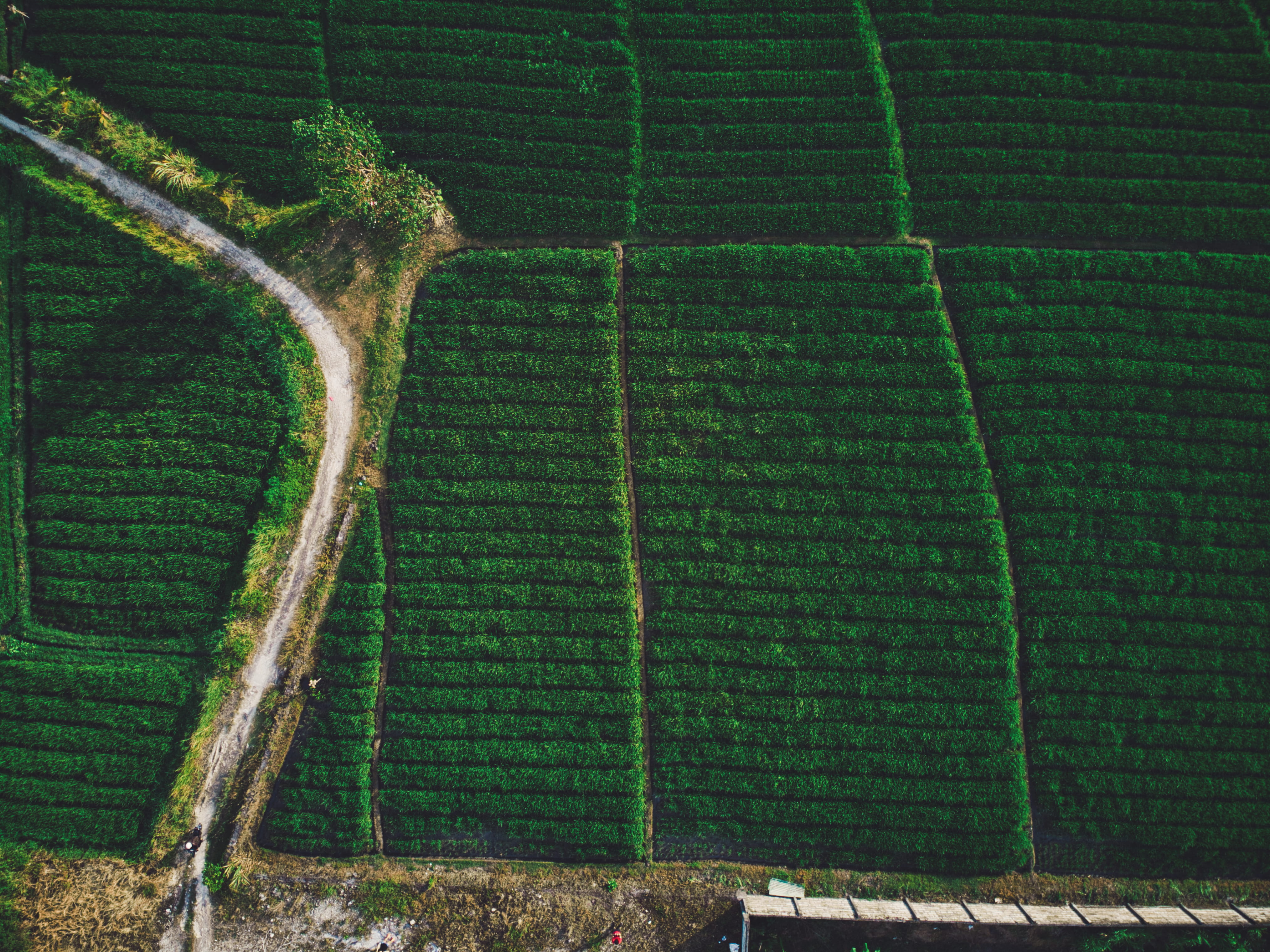 land, scenics - nature, tranquility, winemaking, green color, near, day, growth, high angle view, tranquil scene, curvy, environment, nature, rural scene, HD Wallpaper