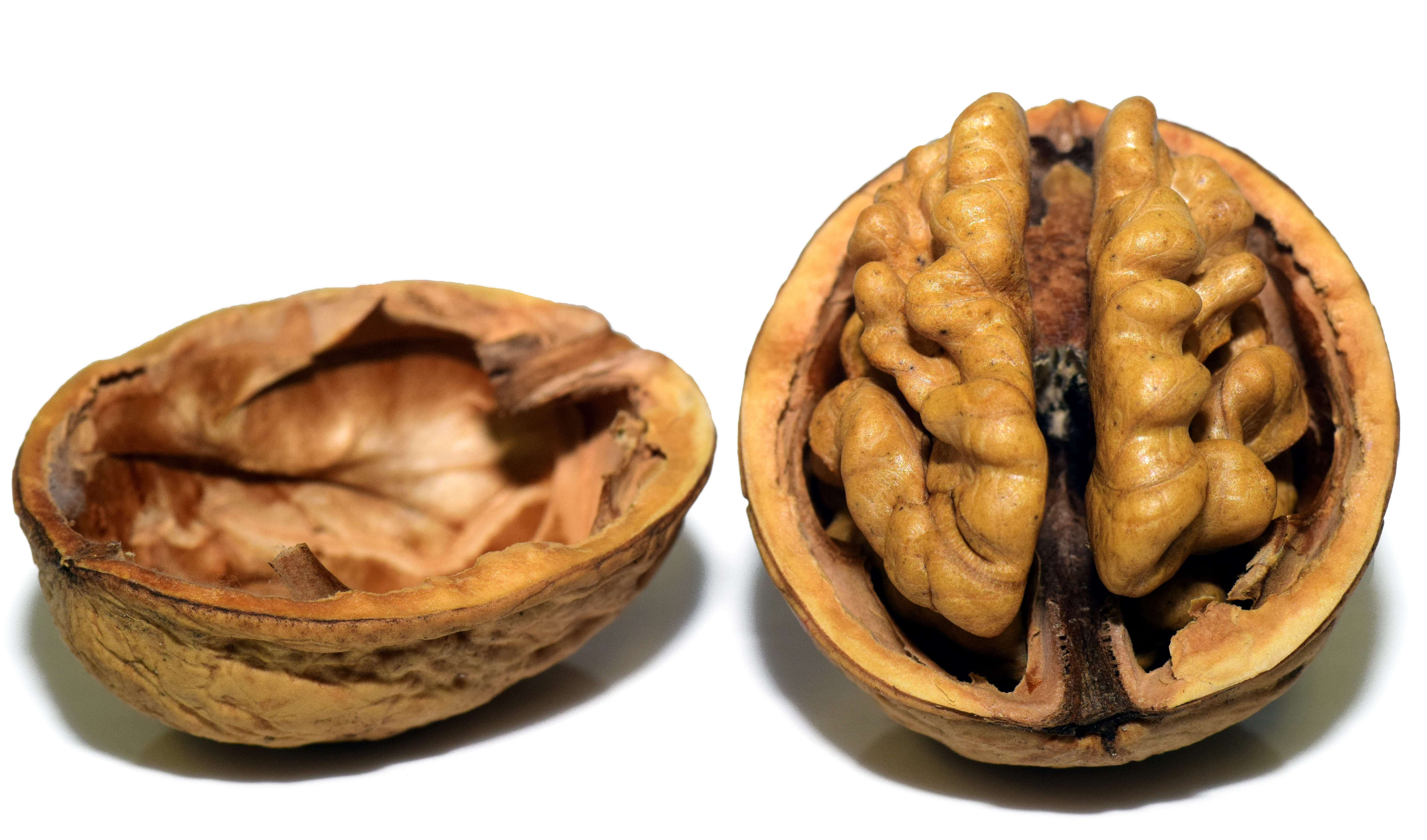 still life, shell, seeds, food, coils, group of objects, nutshell, delicious, content, background, close-up, surface, brown, walnut, brain, snack, healthy eating, HD Wallpaper
