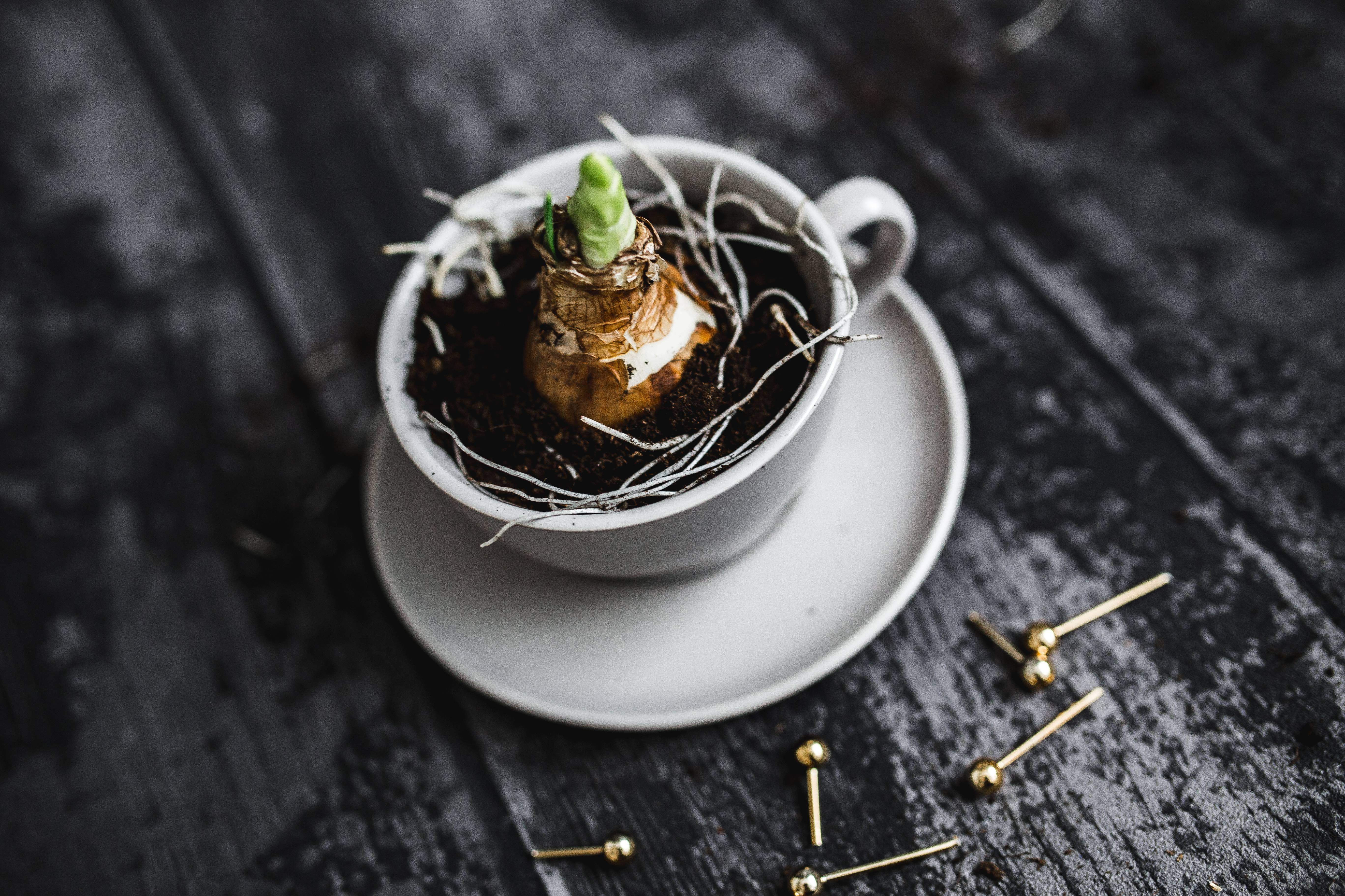 food and drink, ready-to-eat, plate, indoors, hot drink, kitchen utensil, cut, high angle view, food, heat - Temperature, plant, freshness, sweet food, HD Wallpaper
