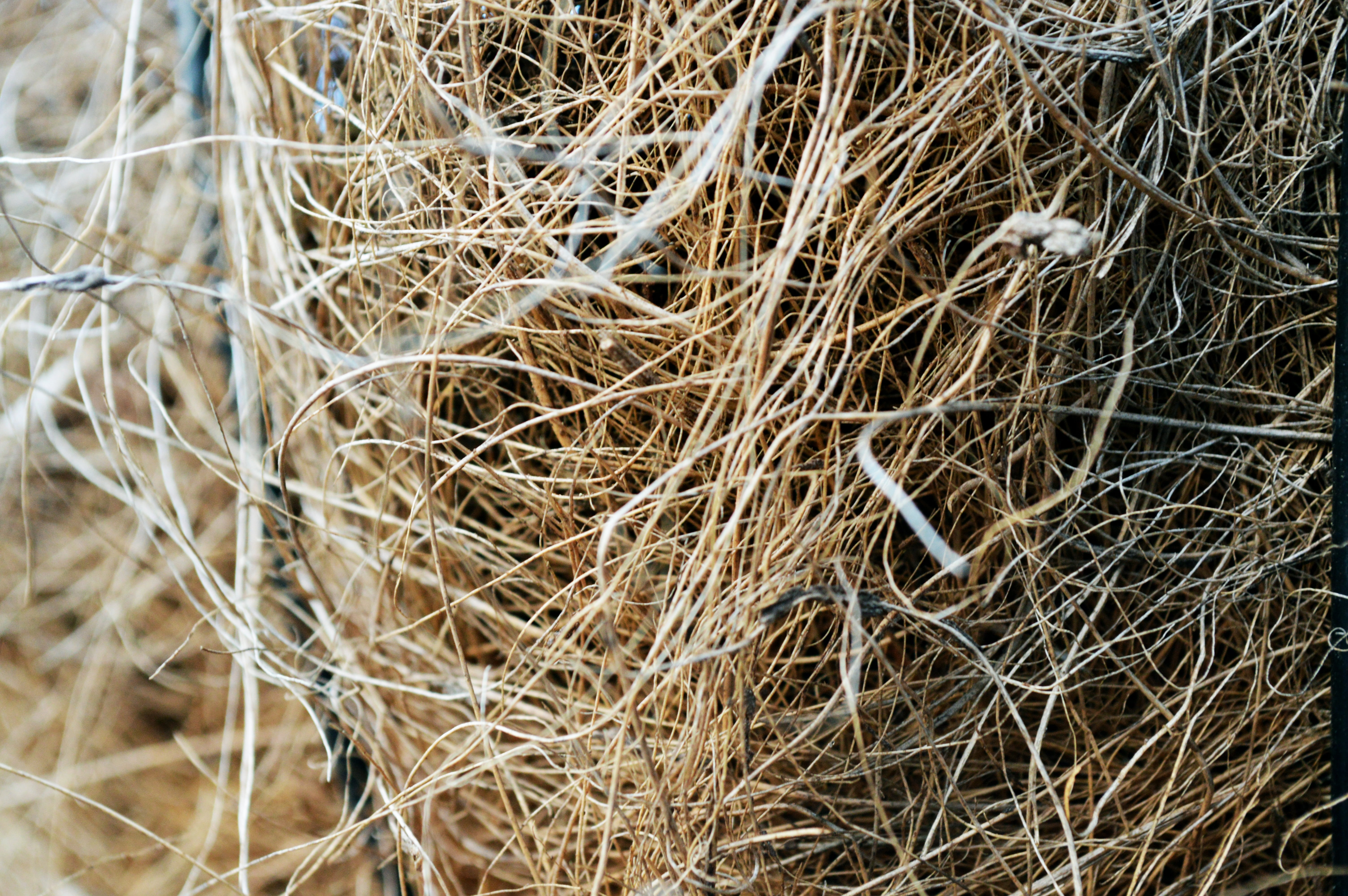 plant, no people, complexity, texture, brown, agriculture, natural, tangled, dried plant, wood, close-up, dry, dried, decor, high angle view, straw, abundance, HD Wallpaper