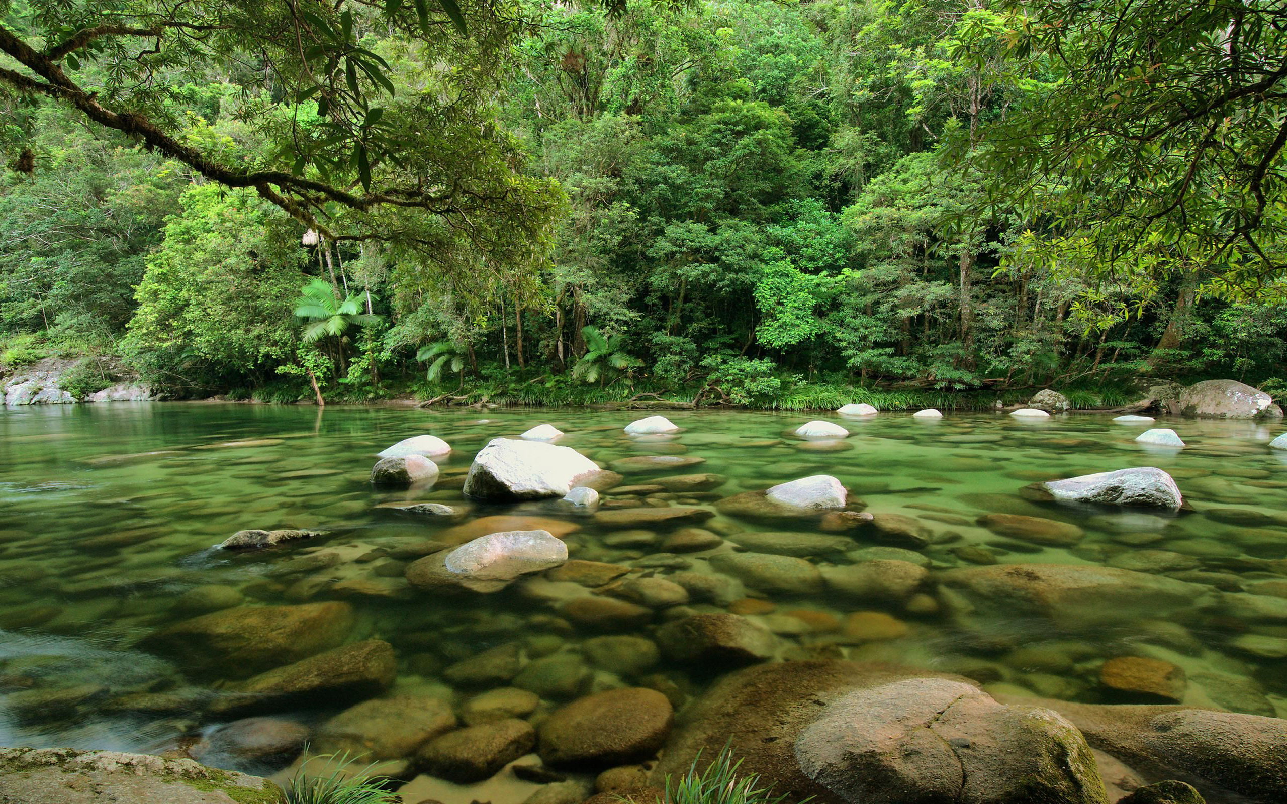 national, daintree, park, rainforest, river, mobile, tablet, australia, 2K, queensland, hd, mossman, HD Wallpaper