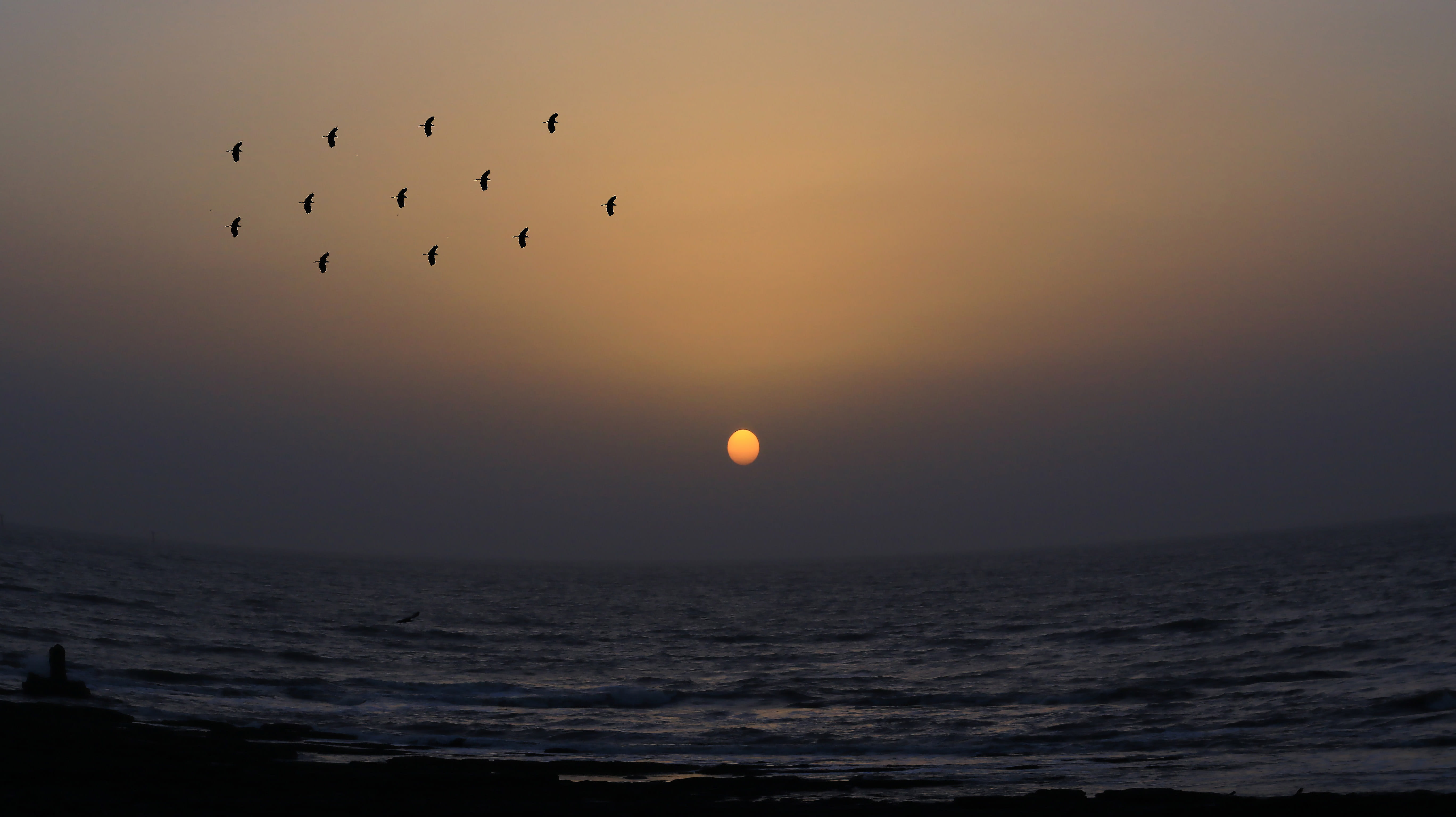 silhouette, horizon over water, india, mumbai, vertebrate, animals in the wild, beauty in nature, sea, photoshopedit, outdoors, 5K, group of animals, sun, HD Wallpaper