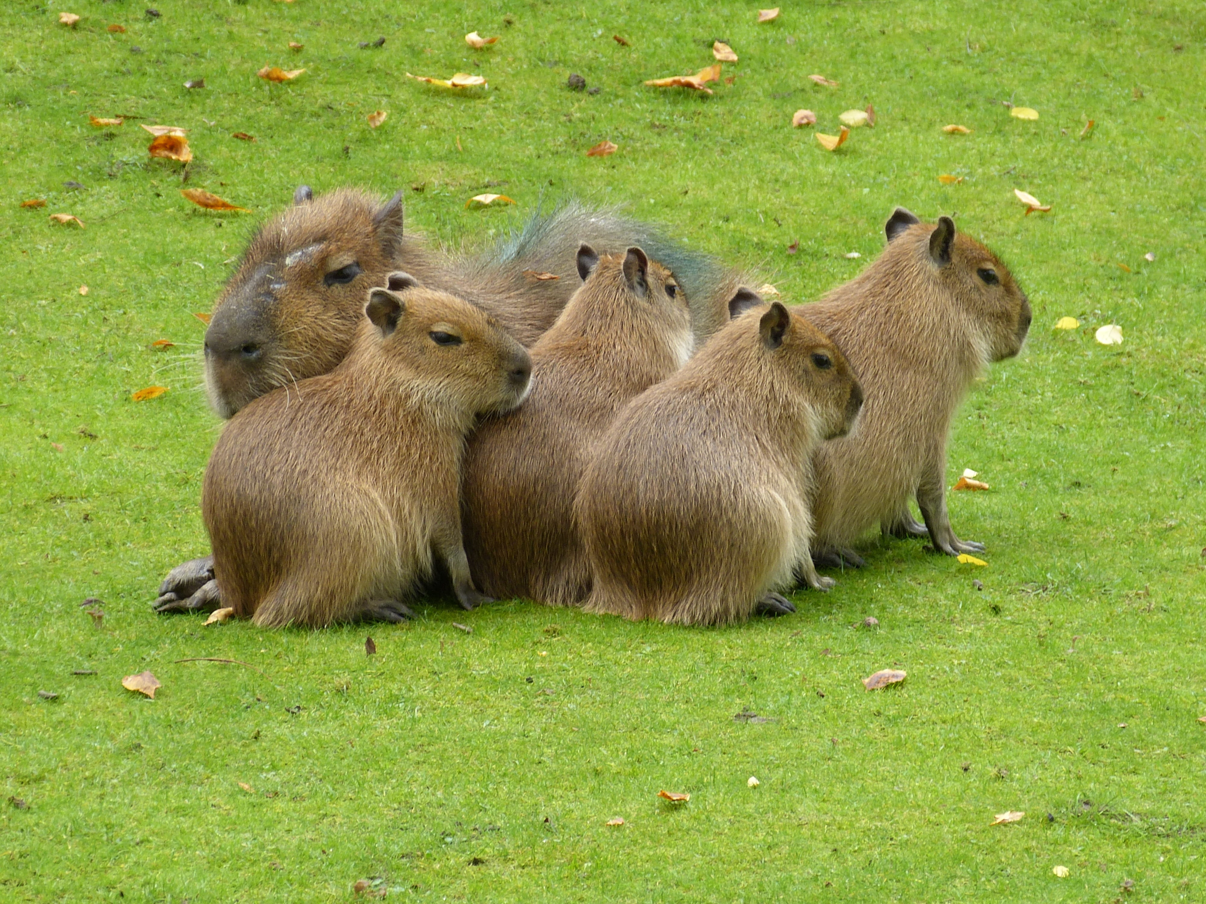 plant, cling, togetherness, group, 4K, animals in the wild, mammal, Mammals, green color, outdoors, Meadow, land, field, young animal, Animal, herd, day, HD Wallpaper