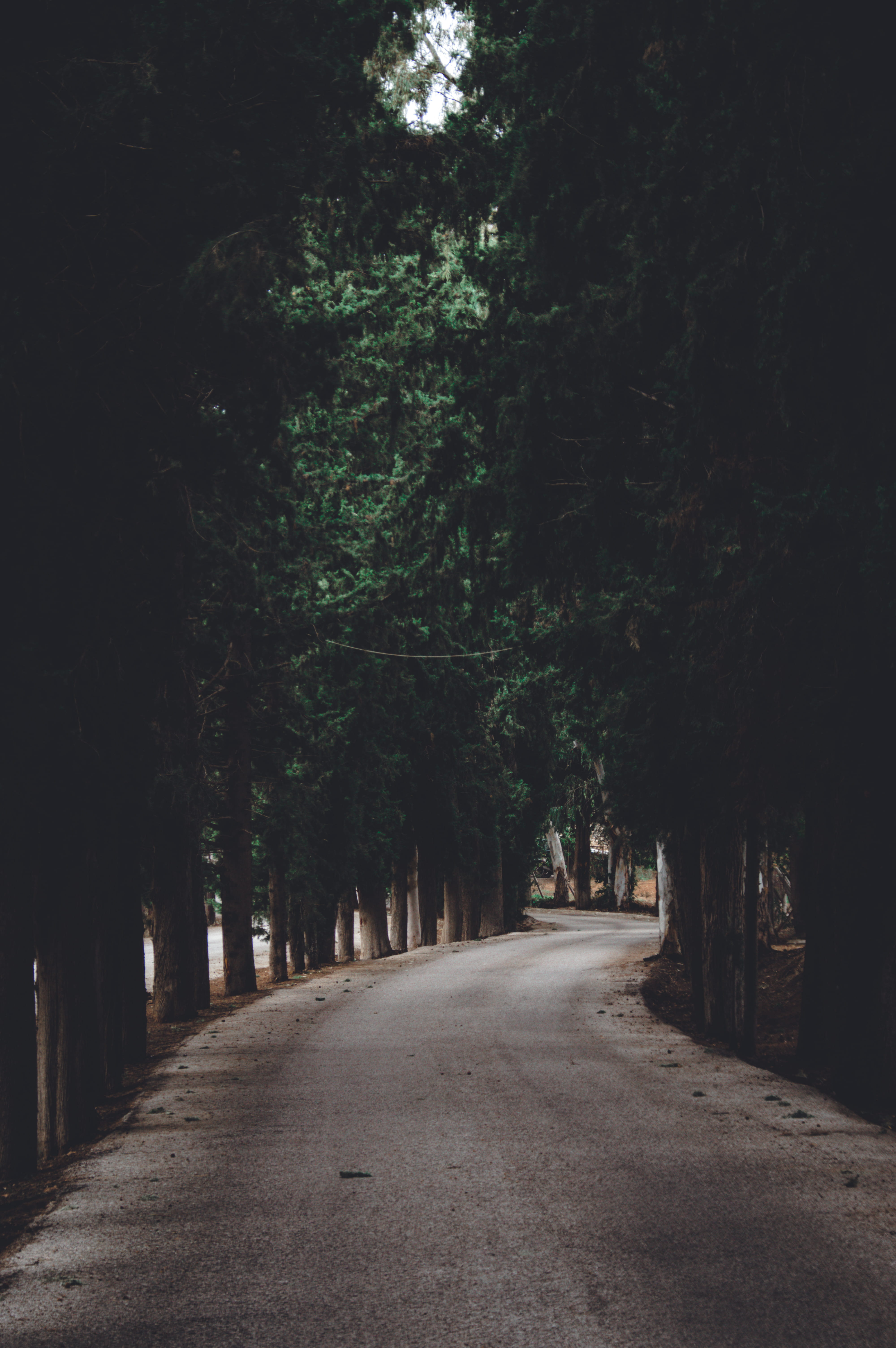 beauty in nature, curve, bend, countryside, road, roadtrip, field, journey, moody, daytime, line, forest, treelined, vanishing point, plant, transportation, Phone HD Wallpaper