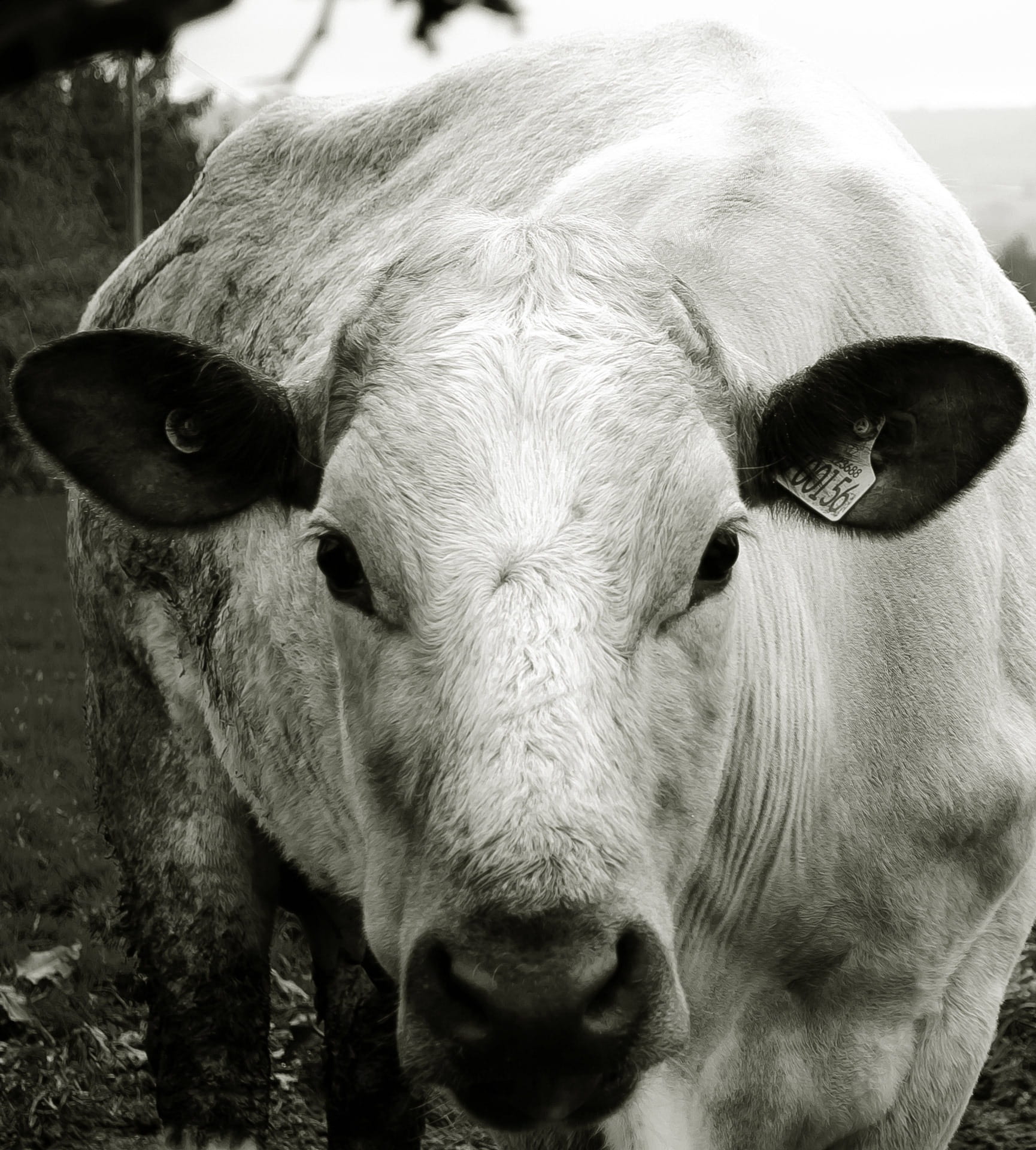 meat, calf, mammal, farm, pasture, barn, close-up, beef, vertebrate, Cow, beast, day, field, moo, country, domestic cattle, graze, natural, bull, livestock, Phone HD Wallpaper