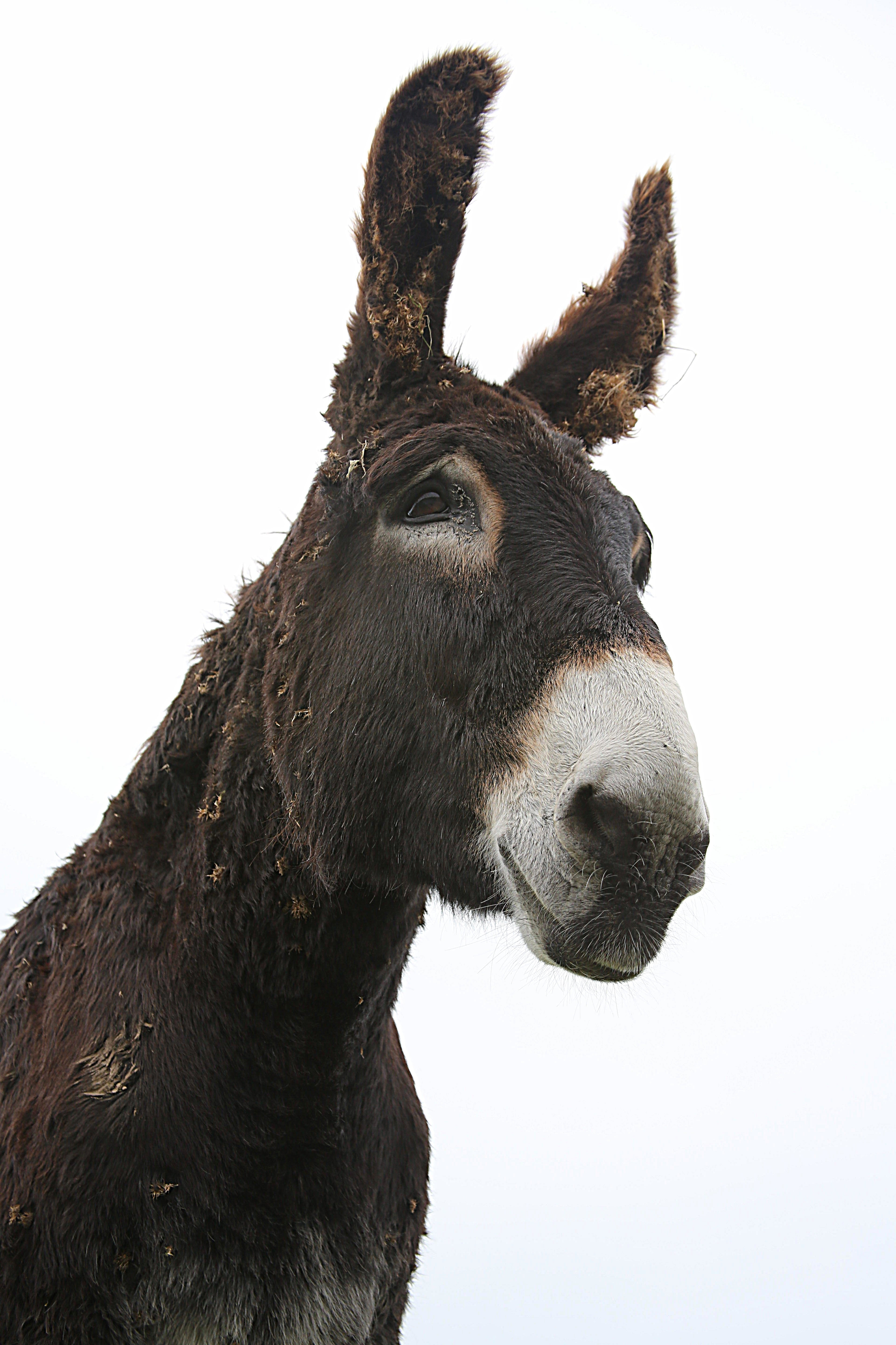 studio shot, mane, working animal, horse head, white background, gallop, animal eye, 5K, animal, donkey, gray, animal head, livestock, animal themes, herbivorous, Phone HD Wallpaper
